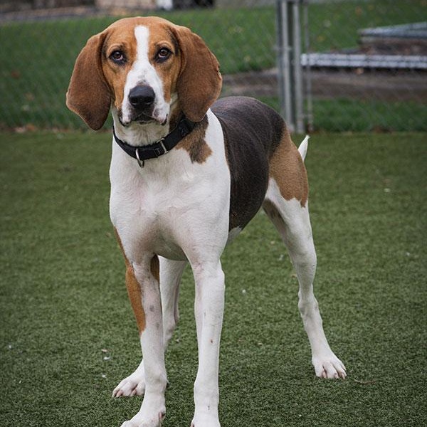 Enlarge Antler, a Adoptable mixed breed in New Bedford, MA image 1/6