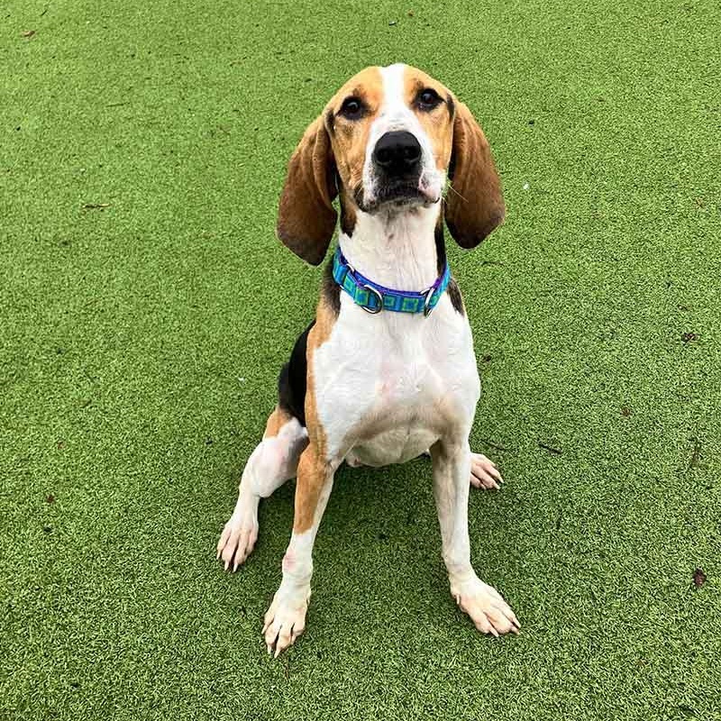 Enlarge Antler, a Adoptable mixed breed in New Bedford, MA image 5/6