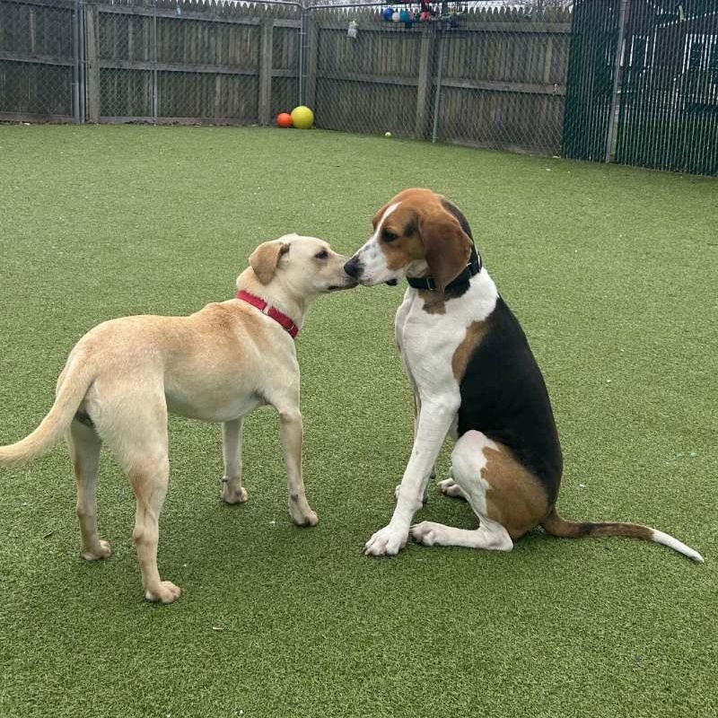 Enlarge Antler, a Adoptable mixed breed in New Bedford, MA image 2/6