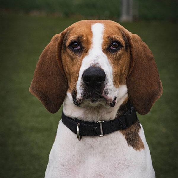 Enlarge Antler, a Adoptable mixed breed in New Bedford, MA image 3/6