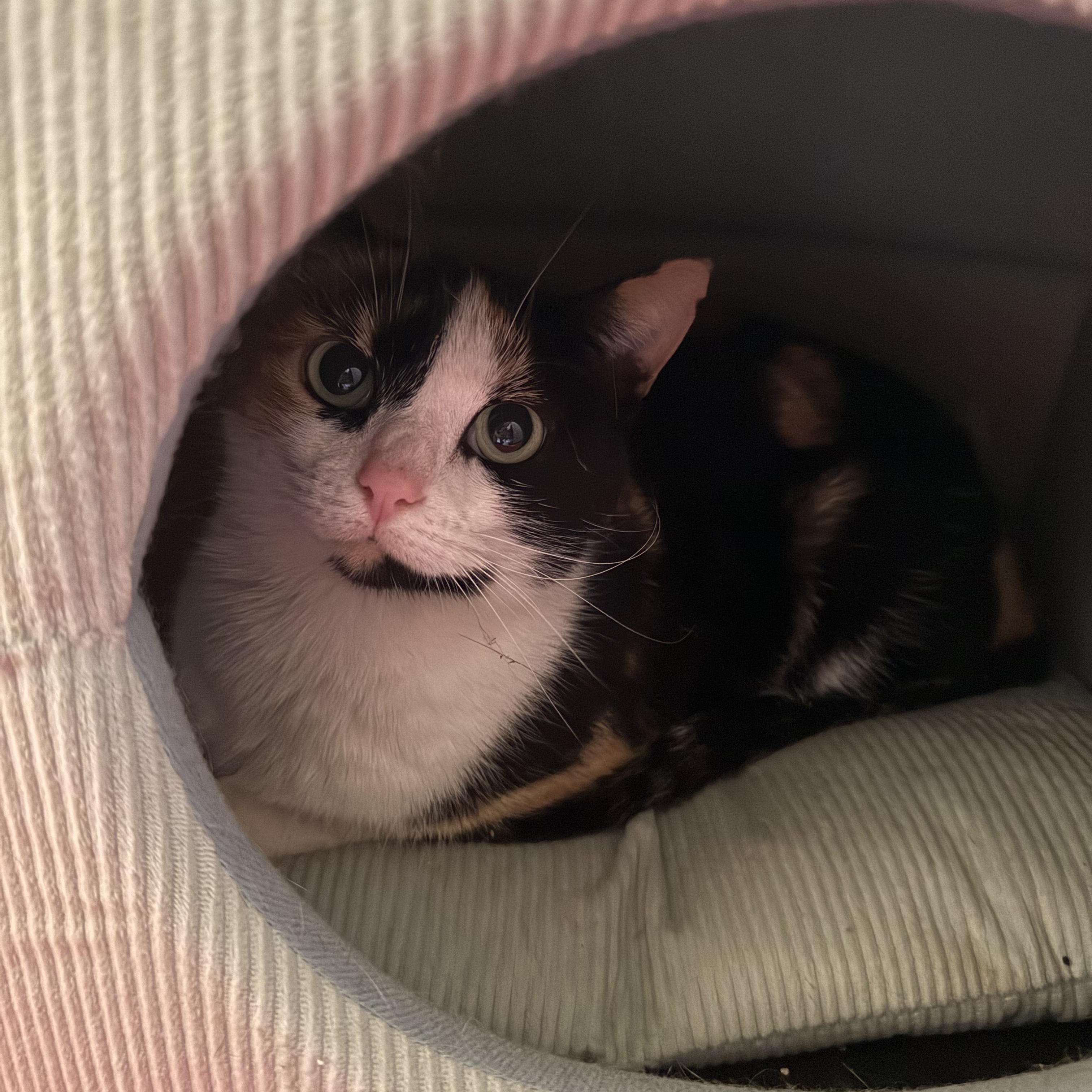 Enlarge Liv, an adopted Calico in Morganton, NC image 3/3