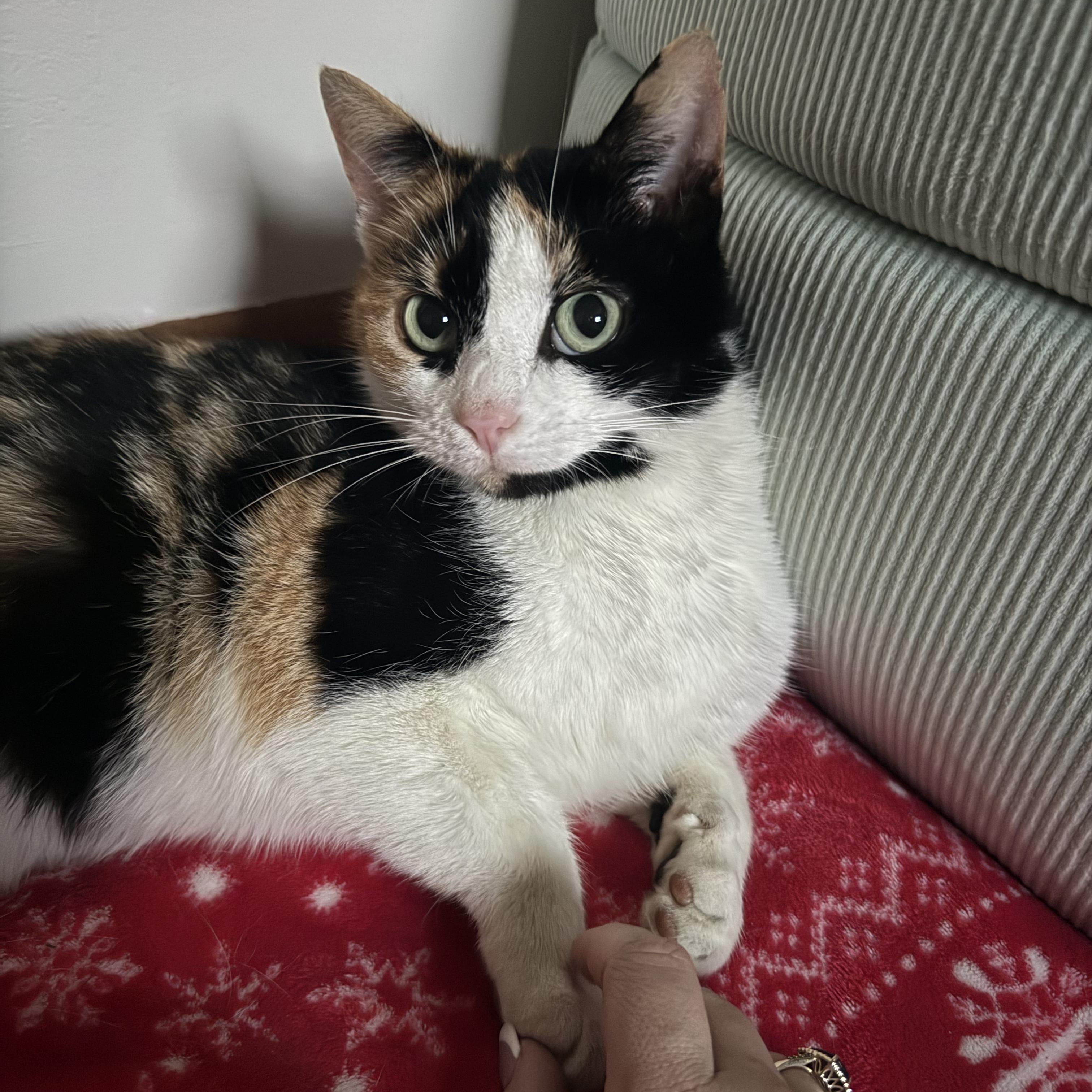 Enlarge Liv, an adopted Calico in Morganton, NC image 1/3