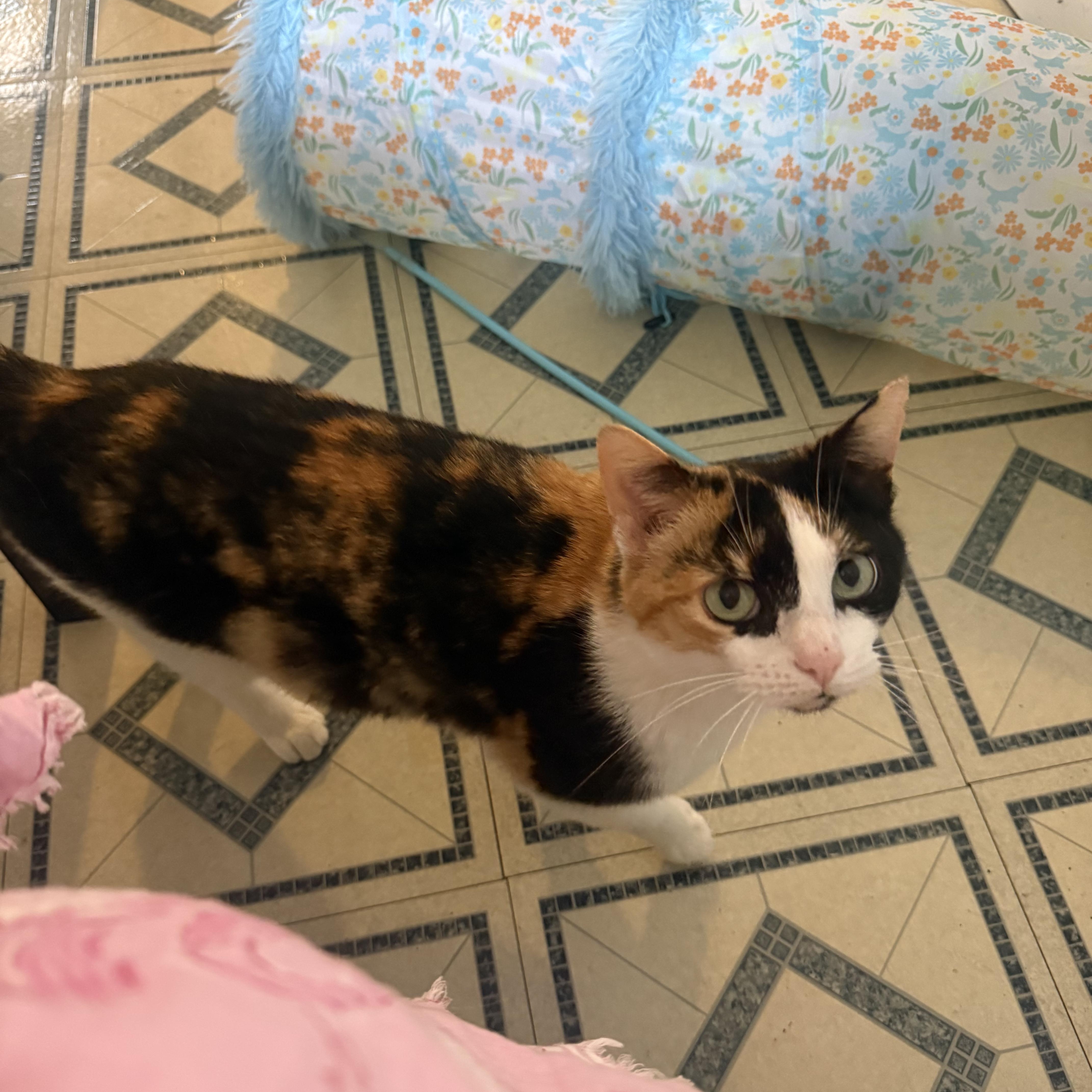 Enlarge Liv, an adopted Calico in Morganton, NC image 2/3