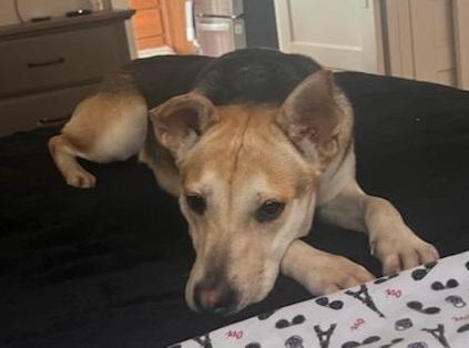 Maude, Adoptable, Adult Female German Shepherd Dog & Mixed Breed.