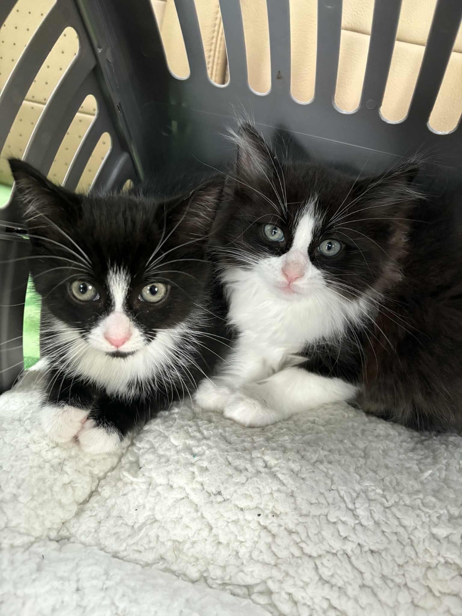 Bobby, Adopted, Young Male Domestic Long Hair.