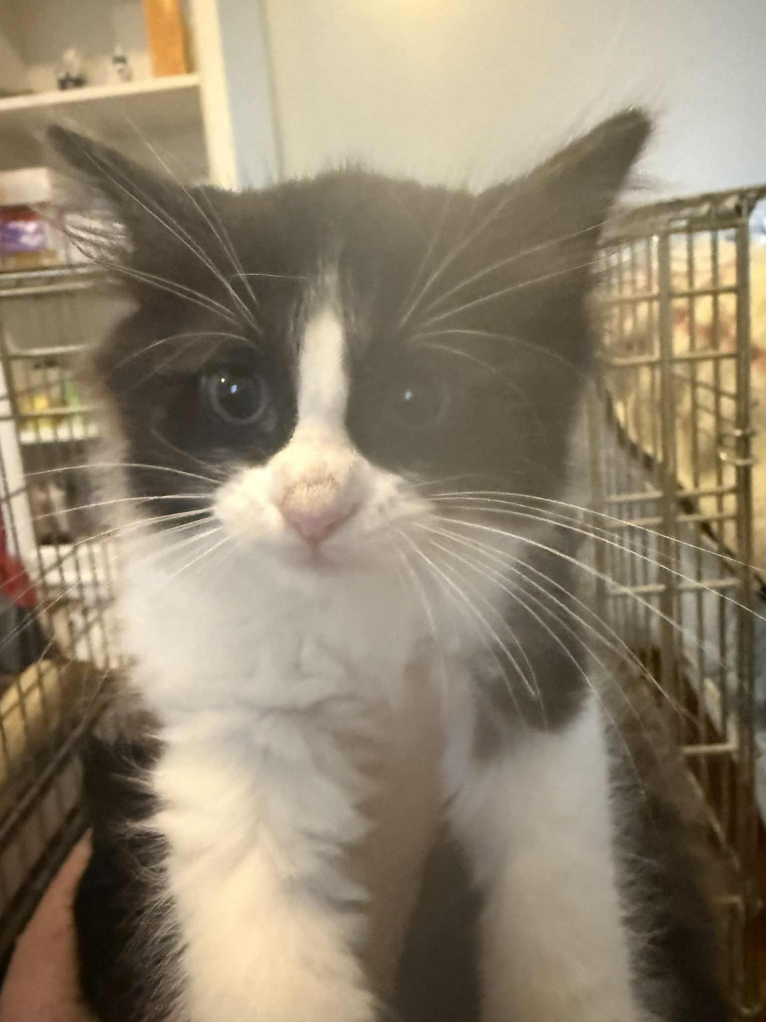 Enlarge Bobby, a Adopted Domestic Long Hair in Hull, MA image 3/3