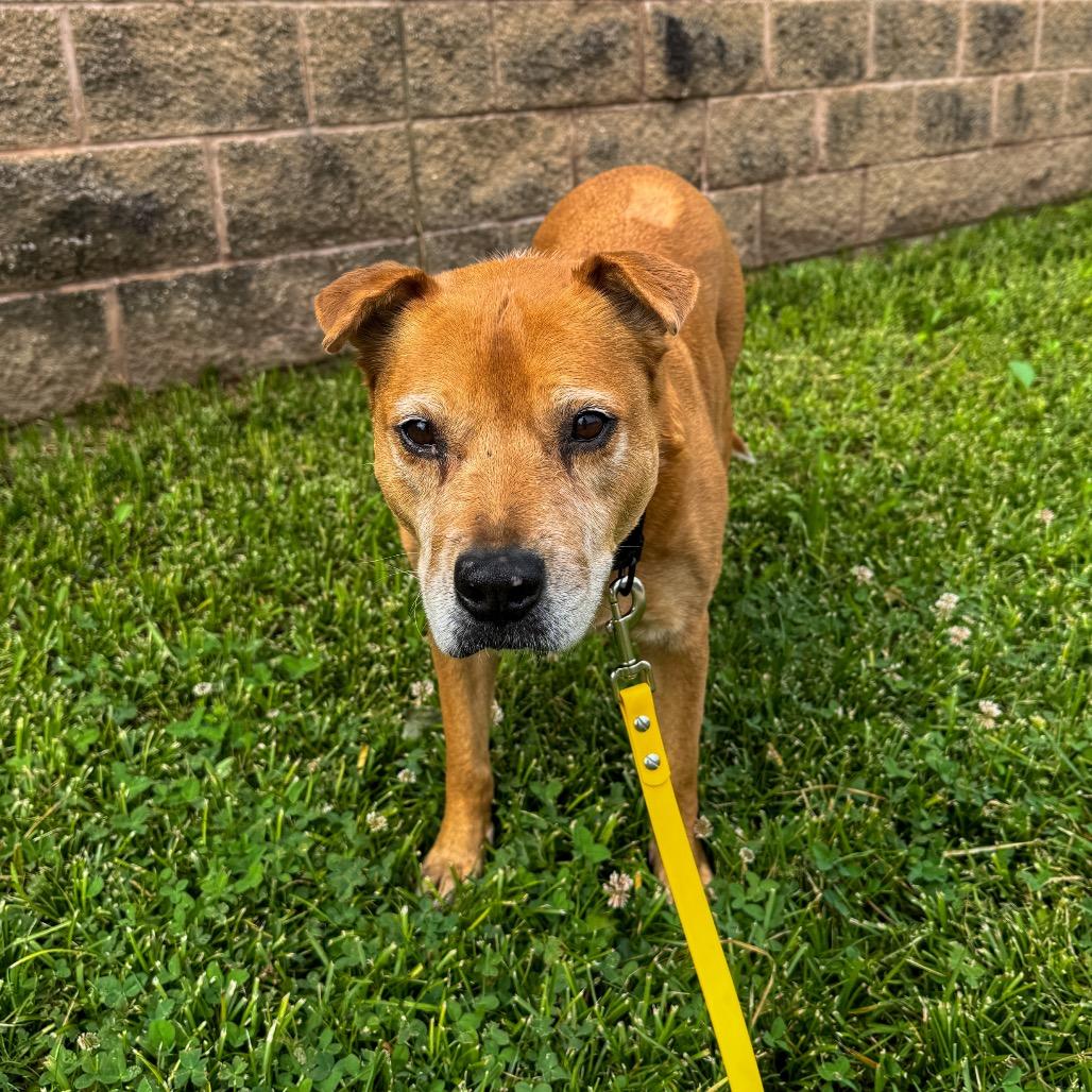 Enlarge Angelica Pickles, a Adoptable mixed breed in Springboro, OH image 2/6