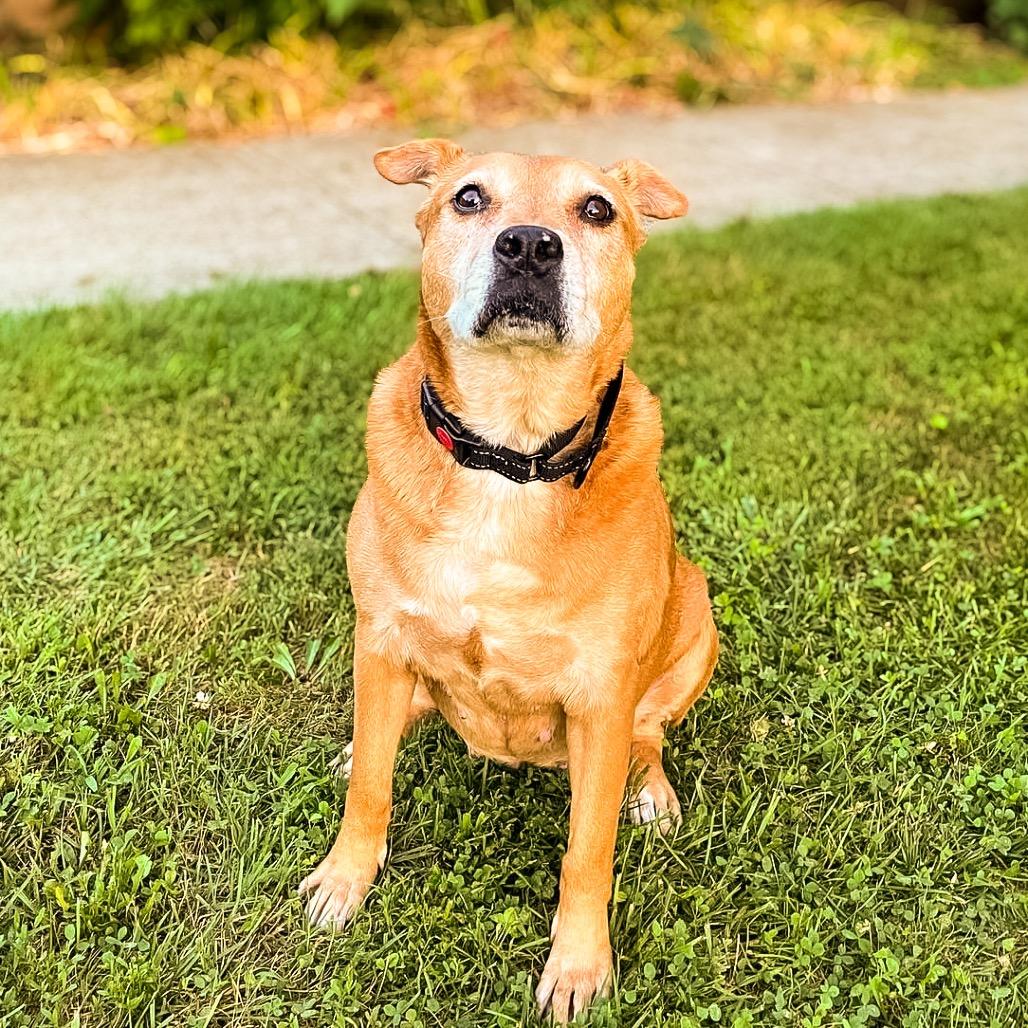 Angelica Pickles, a Adoptable mixed breed in Springboro, OH image 3/6