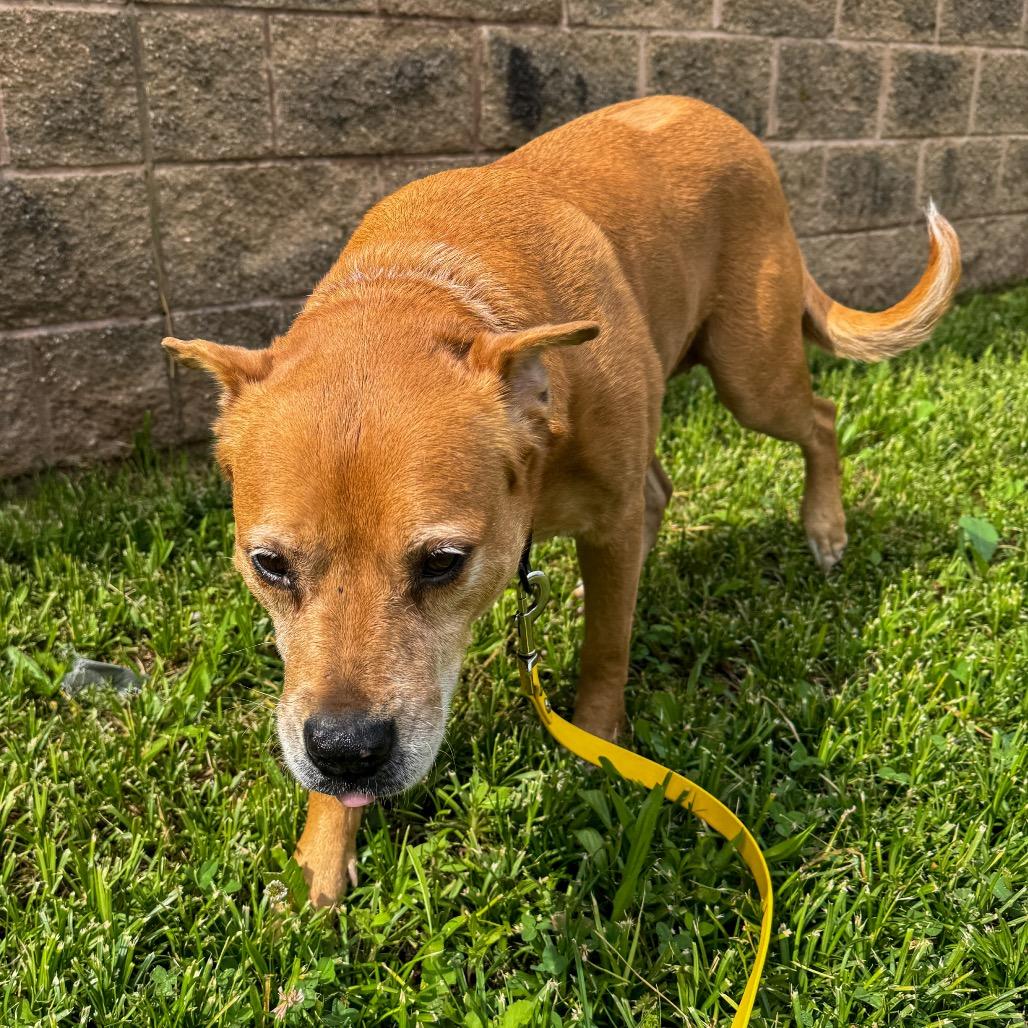 Enlarge Angelica Pickles, a Adoptable mixed breed in Springboro, OH image 5/6