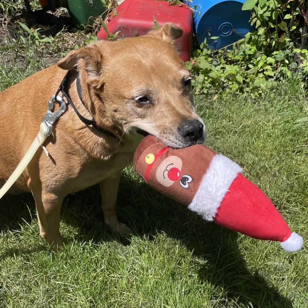Enlarge Angelica Pickles, a Adoptable mixed breed in Springboro, OH image 4/4