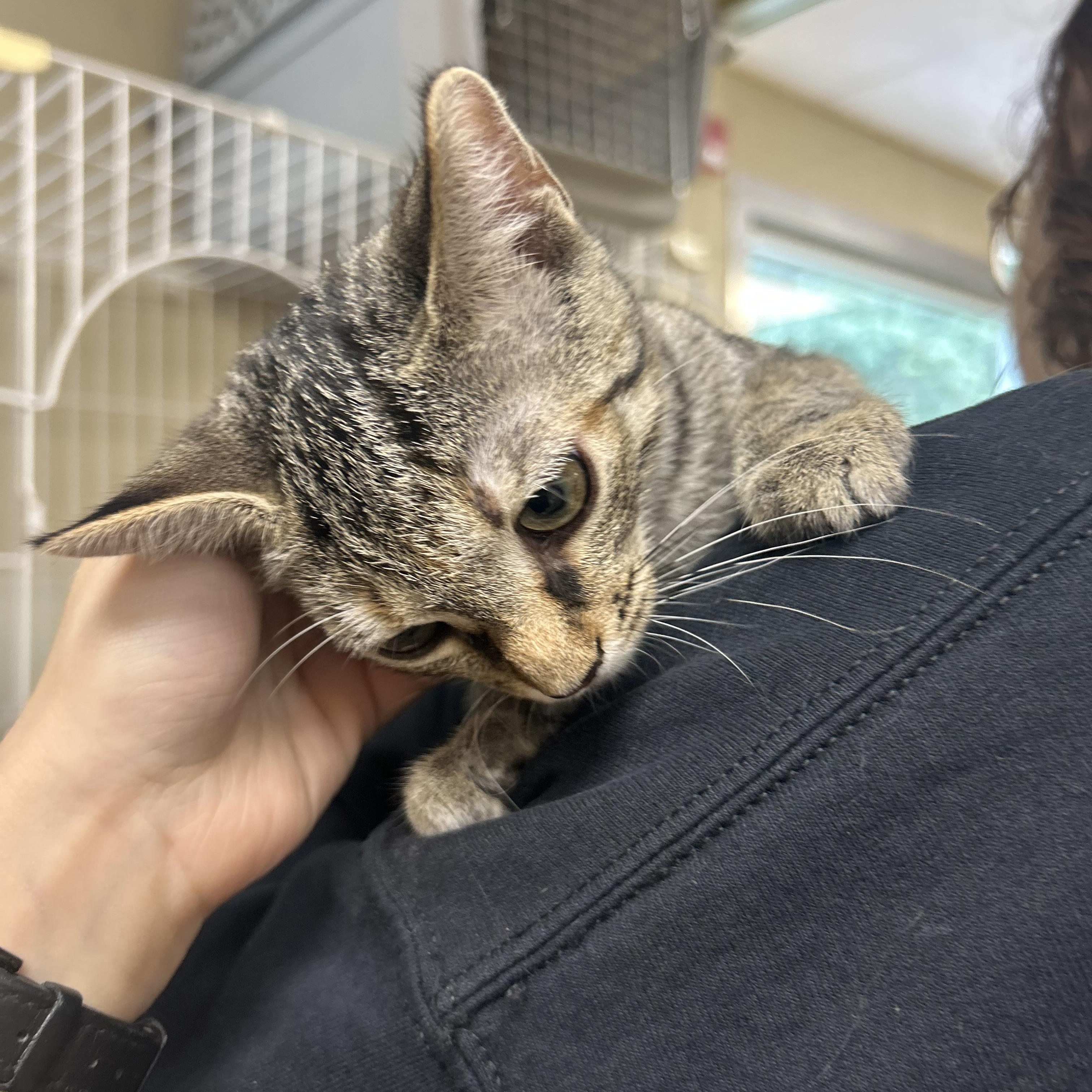 Enlarge Autumn, a Adopted Domestic Short Hair in Myerstown, PA image 2/2