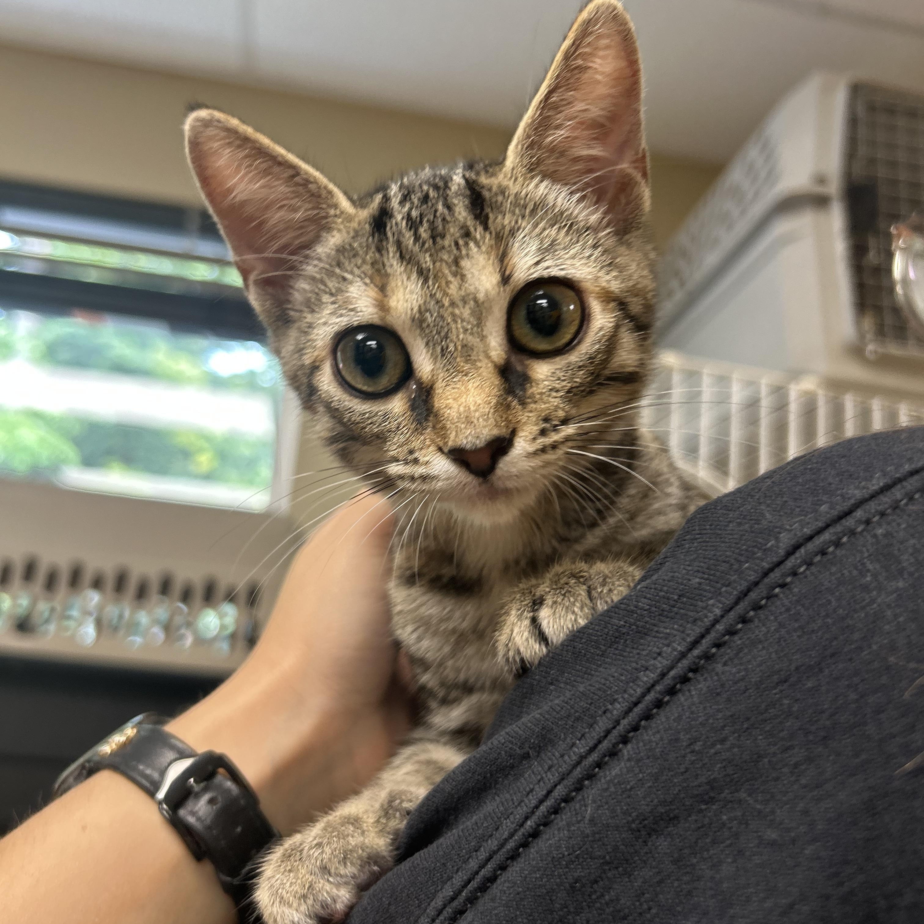 Autumn, Adopted, Young Female Domestic Short Hair.