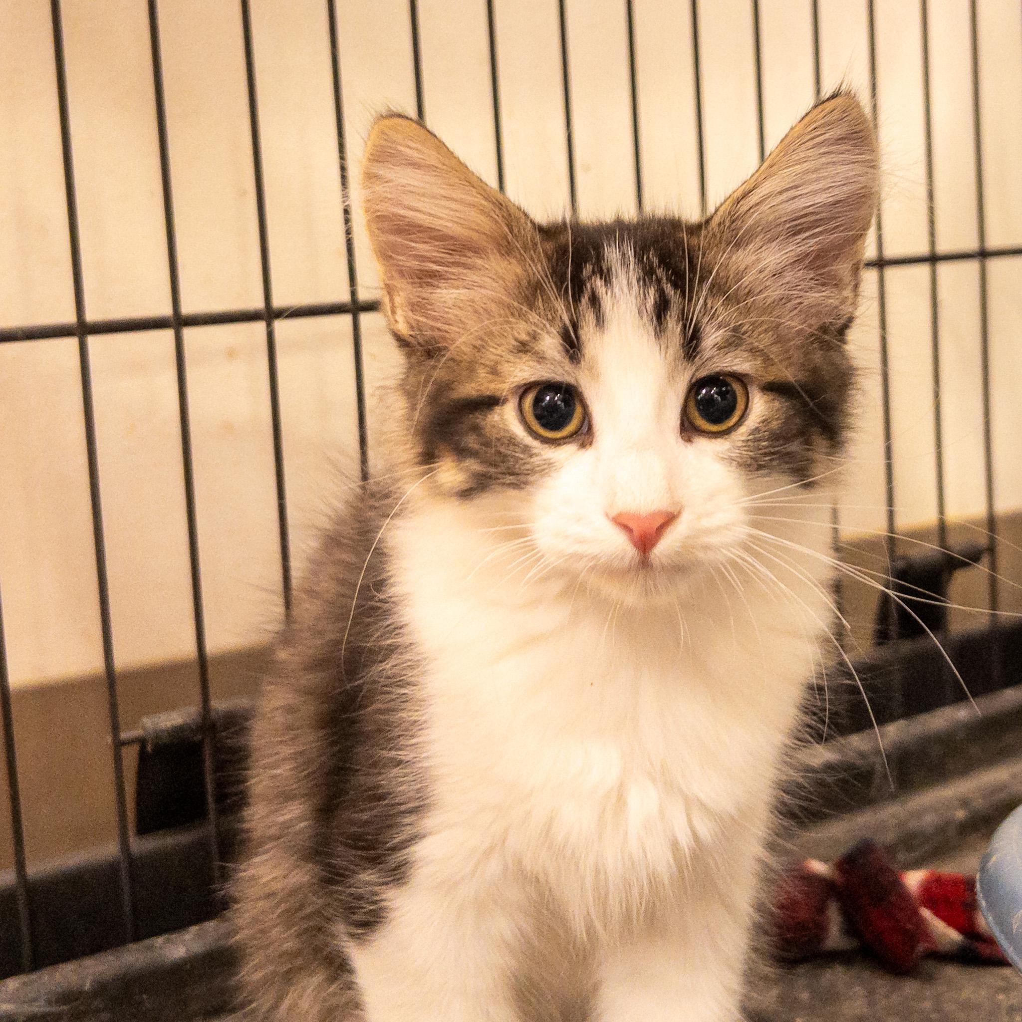 Noir, Adopted, Kitten Male Domestic Long Hair.