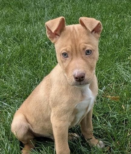 SOLDIER, Adoptable, Puppy Male American Staffordshire Terrier.