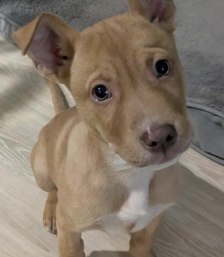 Enlarge SOLDIER, a Adoptable mixed breed in La Grange, KY image 2/5