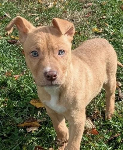 Enlarge SOLDIER, a Adoptable mixed breed in La Grange, KY image 3/5
