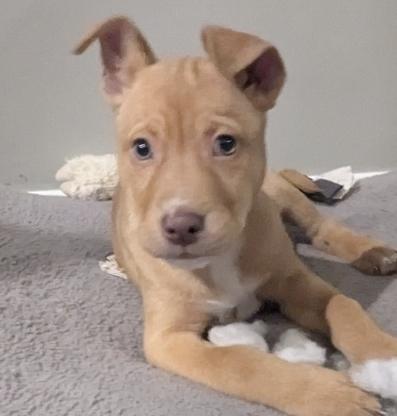 Enlarge SOLDIER, a Adoptable mixed breed in La Grange, KY image 4/5