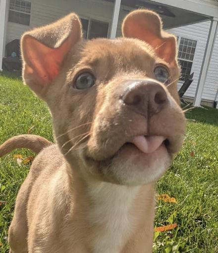 Enlarge SOLDIER, a Adoptable mixed breed in La Grange, KY image 5/5