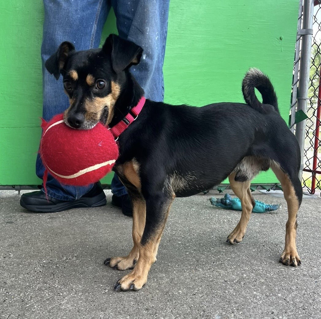 Felix, a Adoptable Miniature Pinscher in Norwalk, CT image 3/6