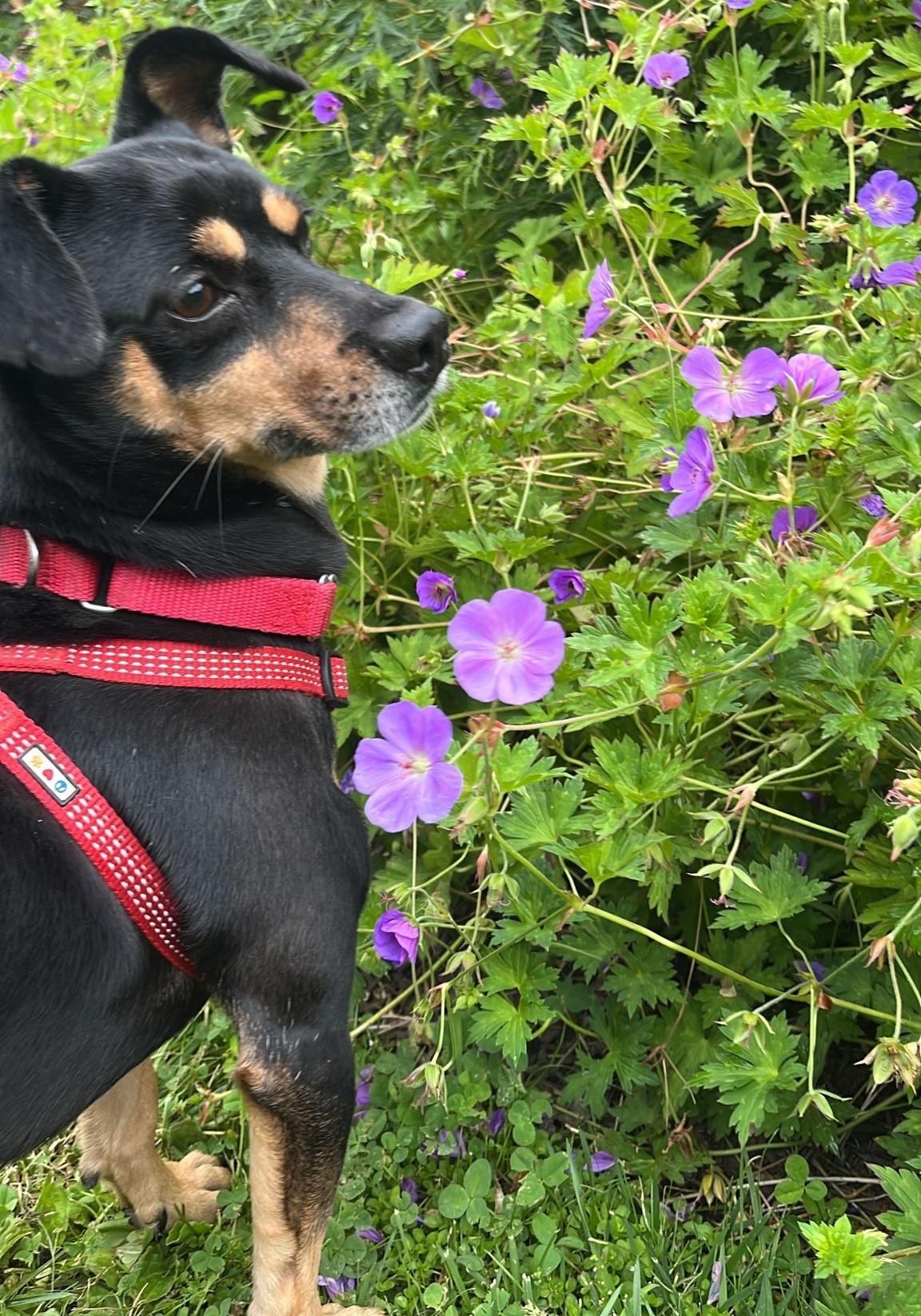 Felix, a Adoptable Miniature Pinscher in Norwalk, CT image 5/6