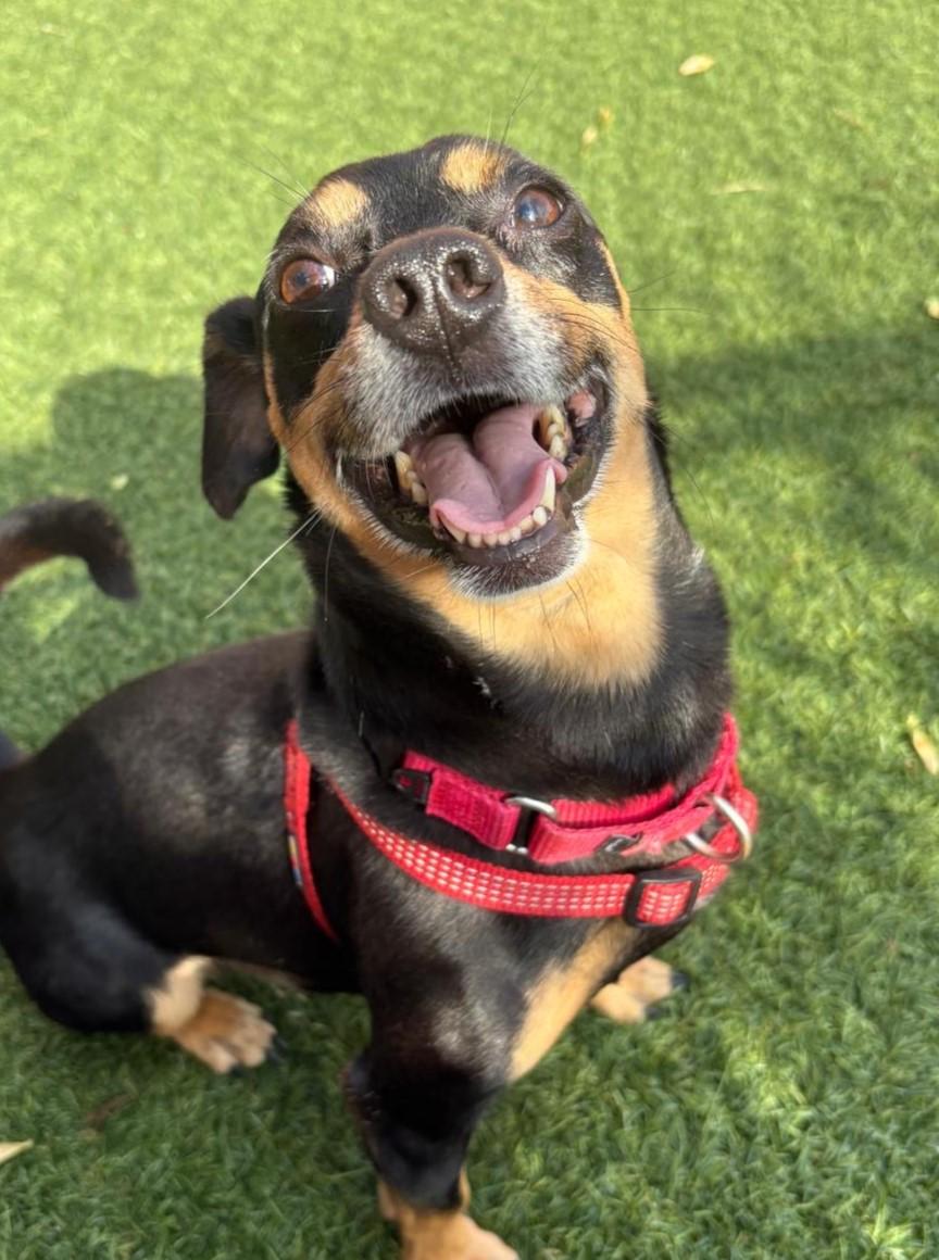 Felix, Adoptable, Adult Male Miniature Pinscher.