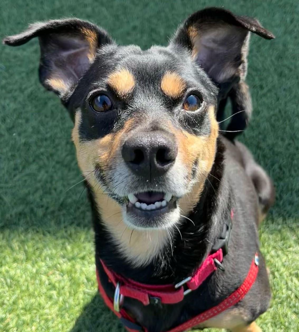 Felix, a Adoptable Miniature Pinscher in Norwalk, CT image 2/6