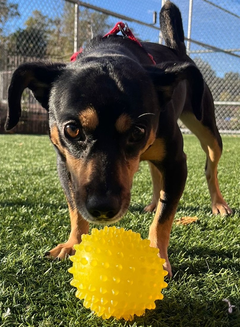 Felix, a Adoptable Miniature Pinscher in Norwalk, CT image 6/6