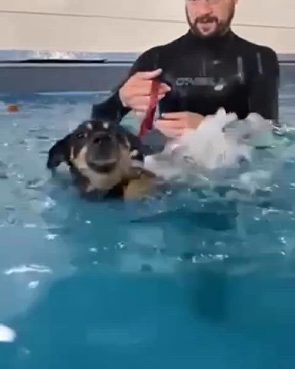 Enlarge Felix, a Adoptable Miniature Pinscher in Norwalk, CT video 4/6