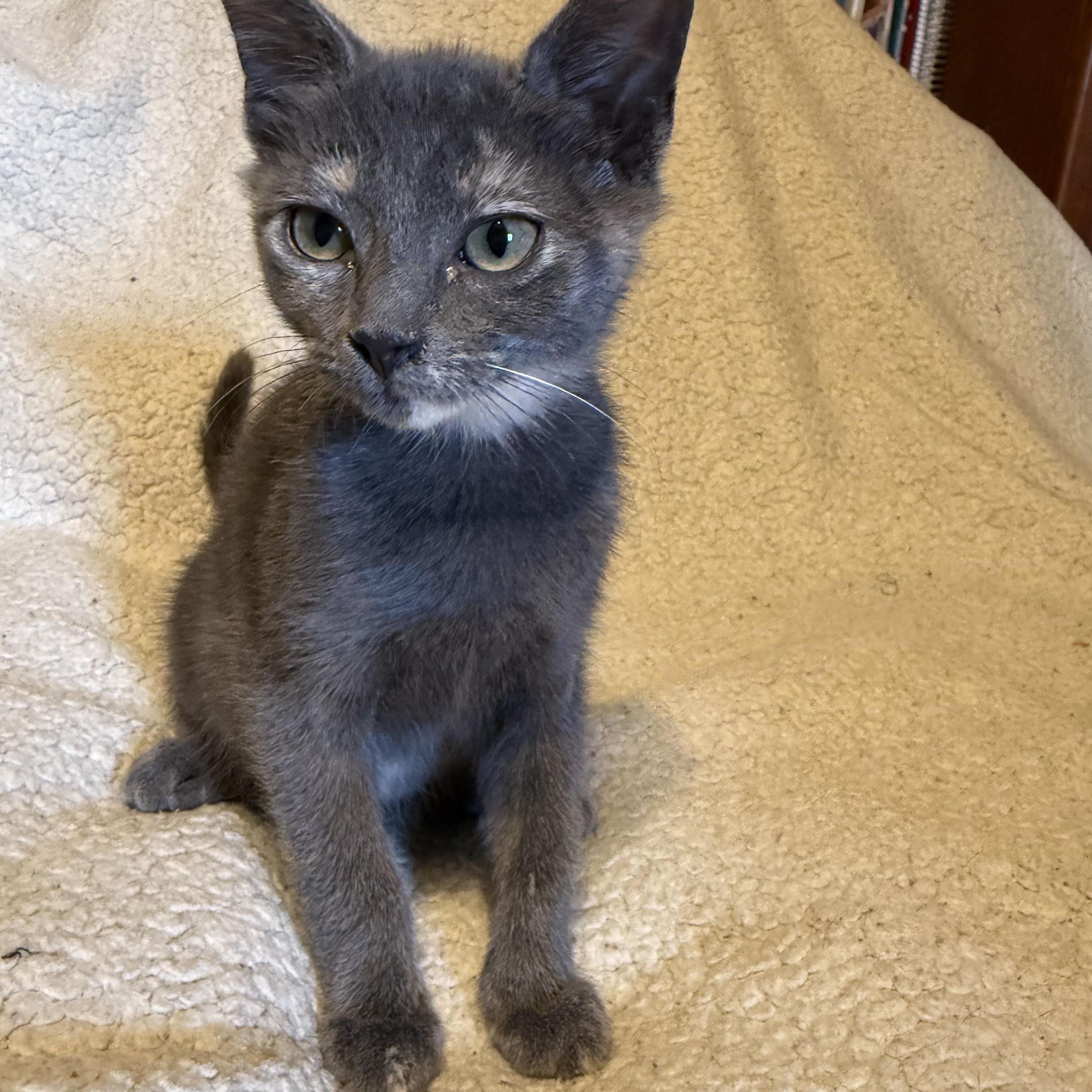 Enola, a ADOPTABLE Dilute Calico in Export, PA image 4/6