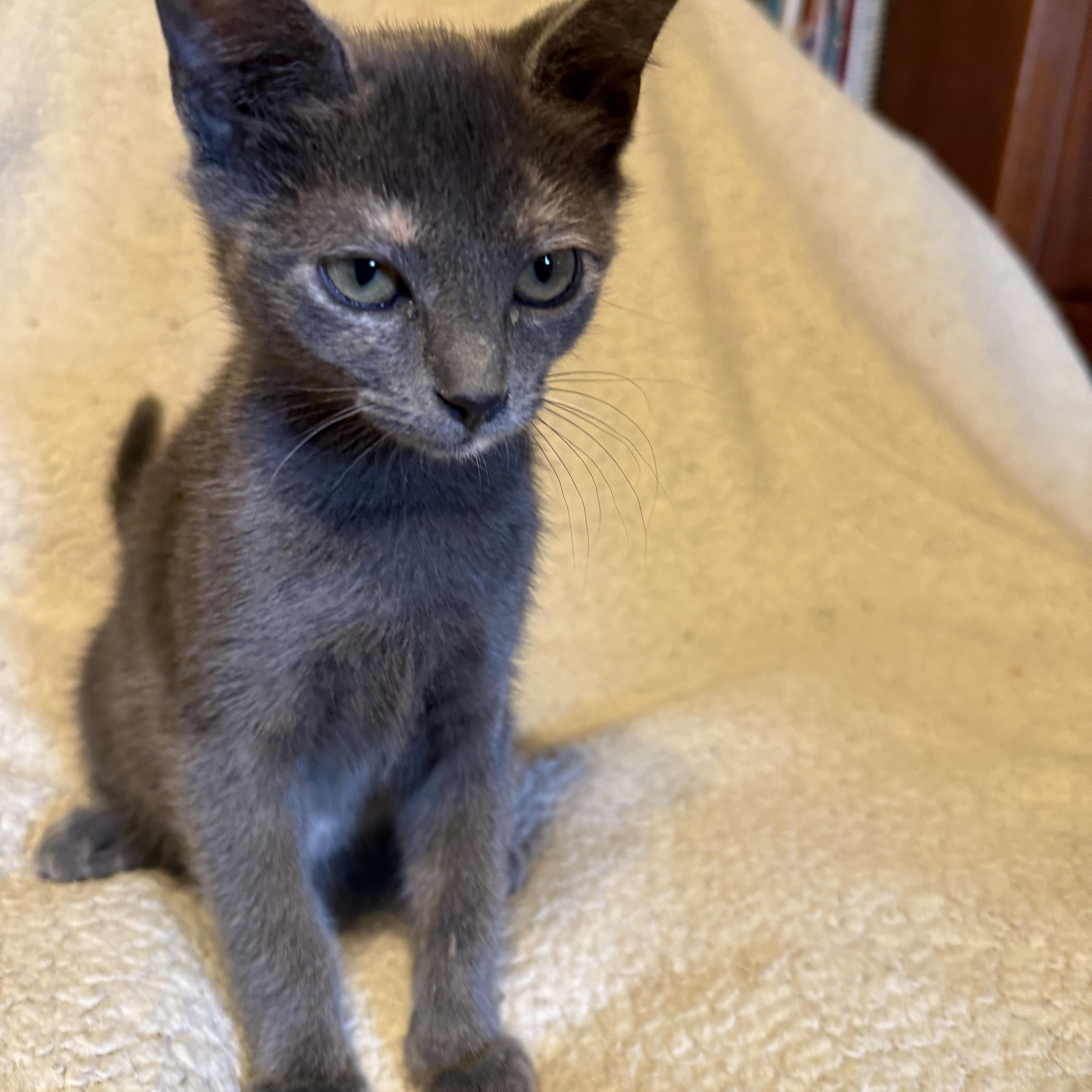 Enola, a ADOPTABLE Dilute Calico in Export, PA image 5/6