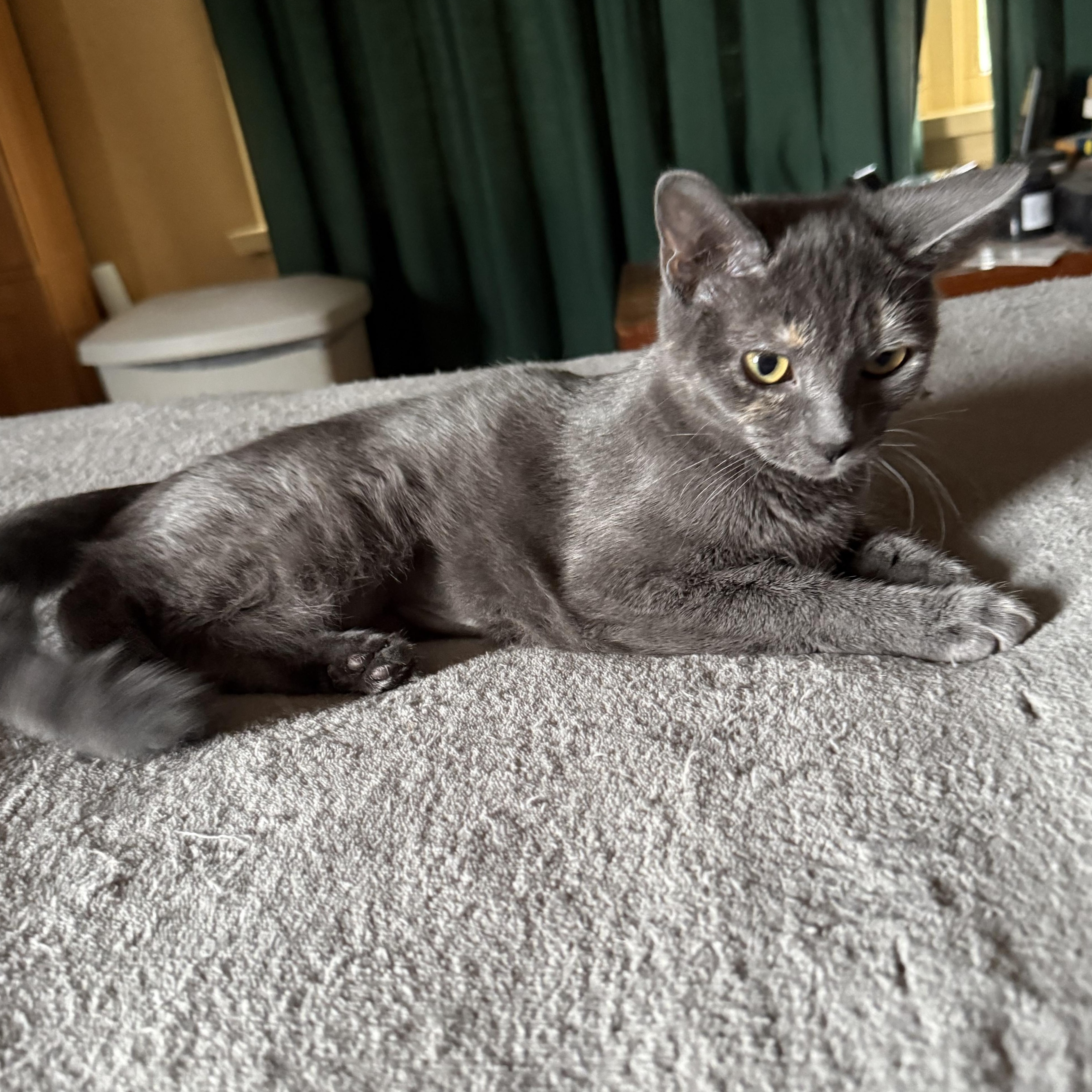 Enola, Adoptable, Kitten Female Dilute Calico.