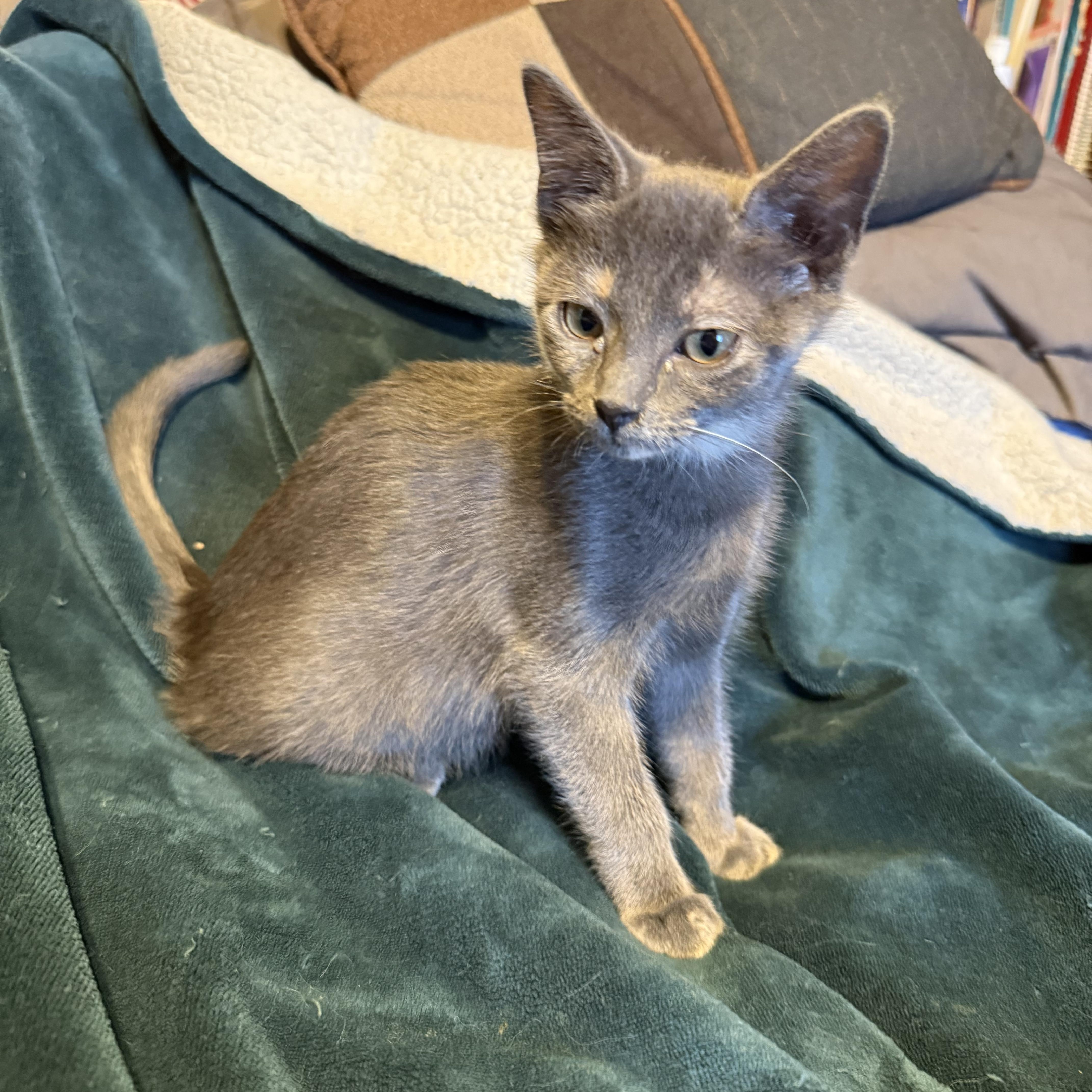 Enola, ADOPTABLE, Kitten Female Dilute Calico.
