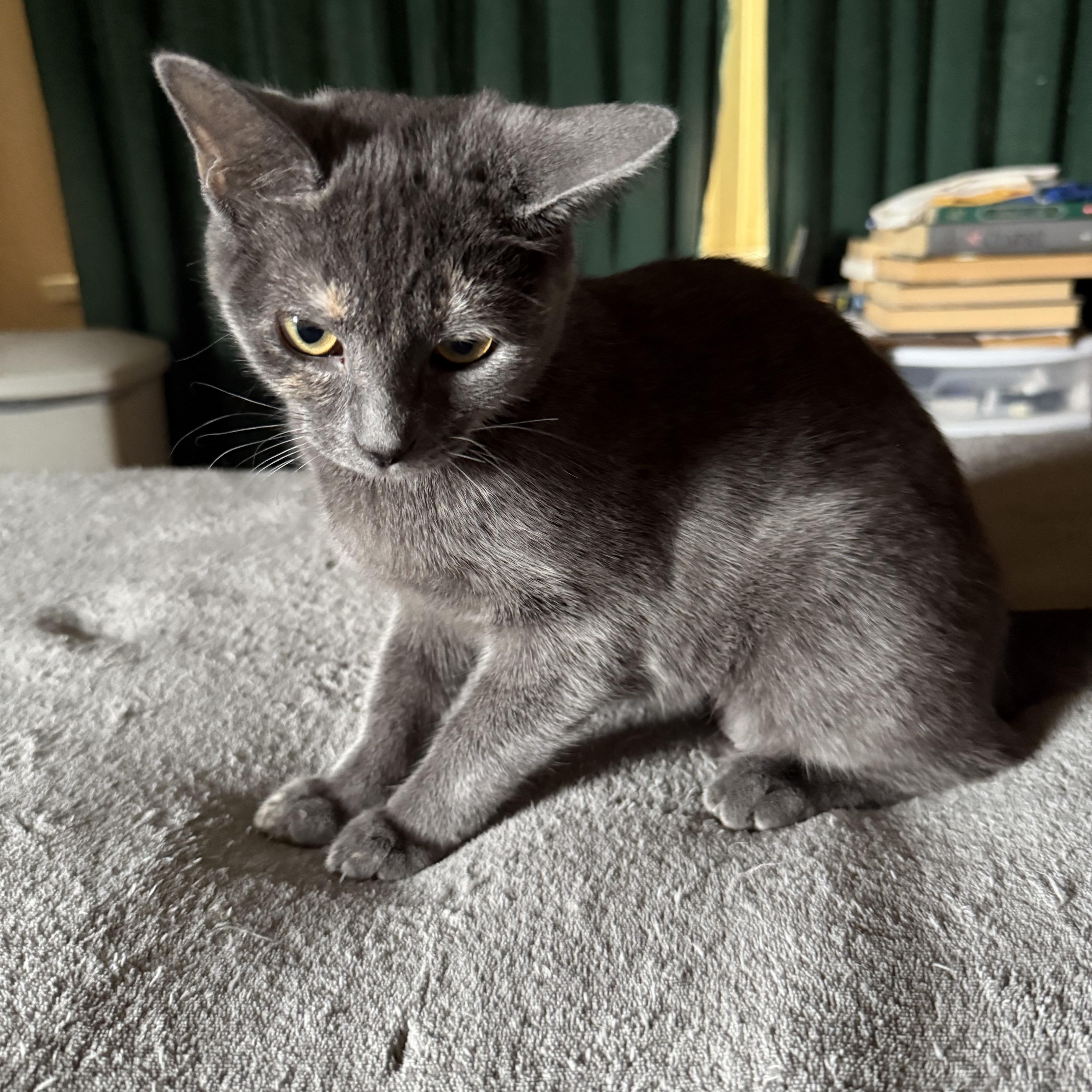 Enlarge Enola, a Adoptable Dilute Calico in Export, PA image 6/6