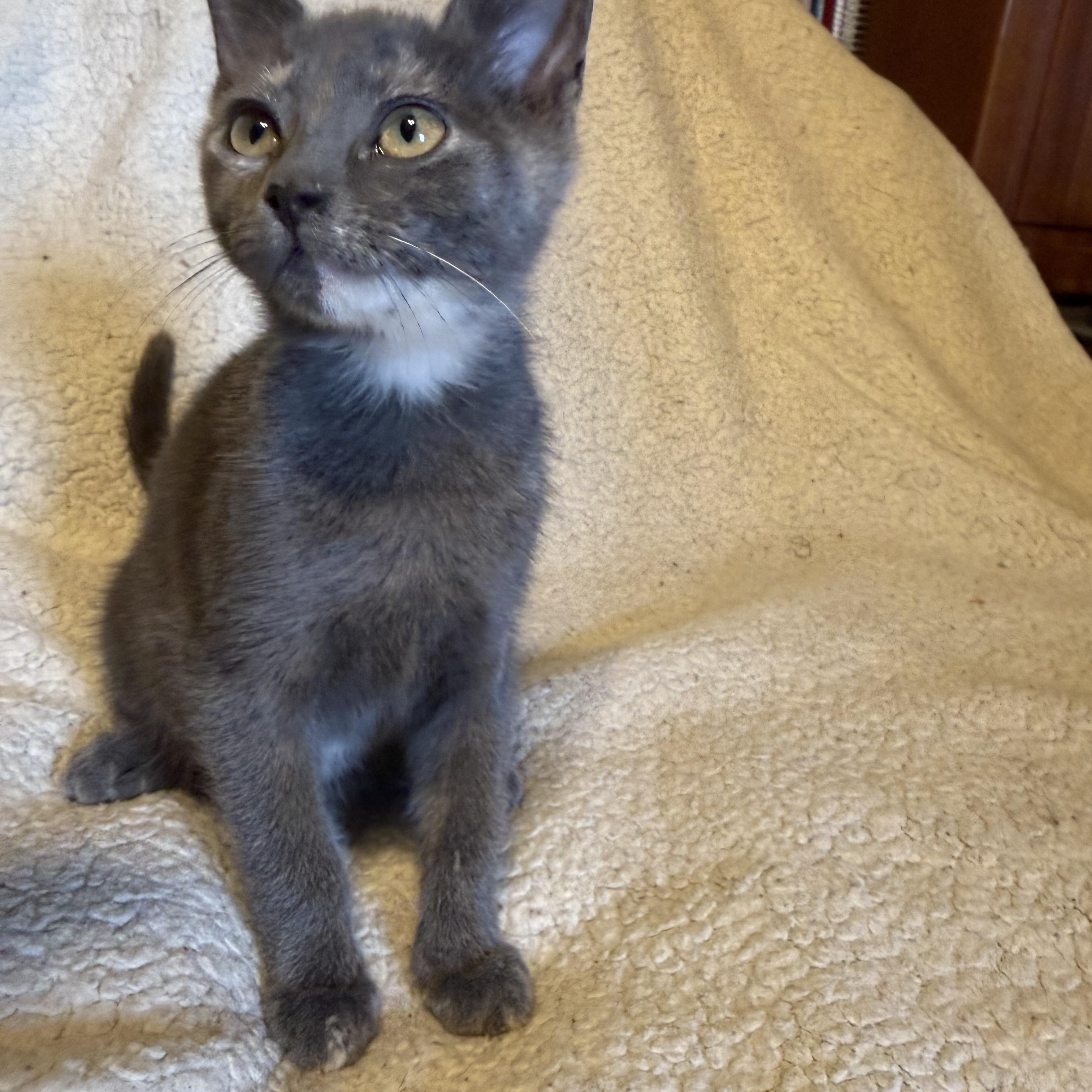 Enola, a ADOPTABLE Dilute Calico in Export, PA image 2/6