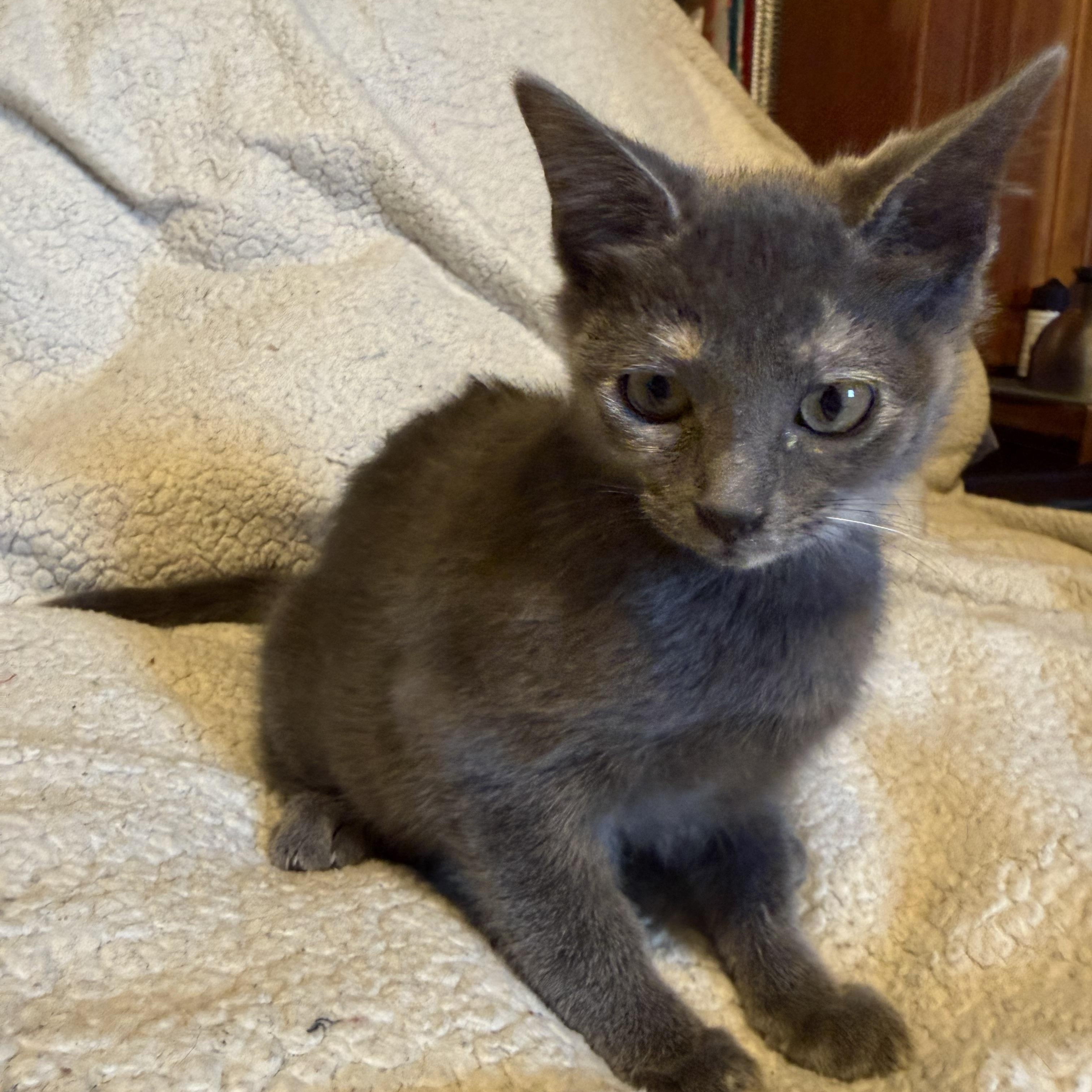Enola, a ADOPTABLE Dilute Calico in Export, PA image 3/6