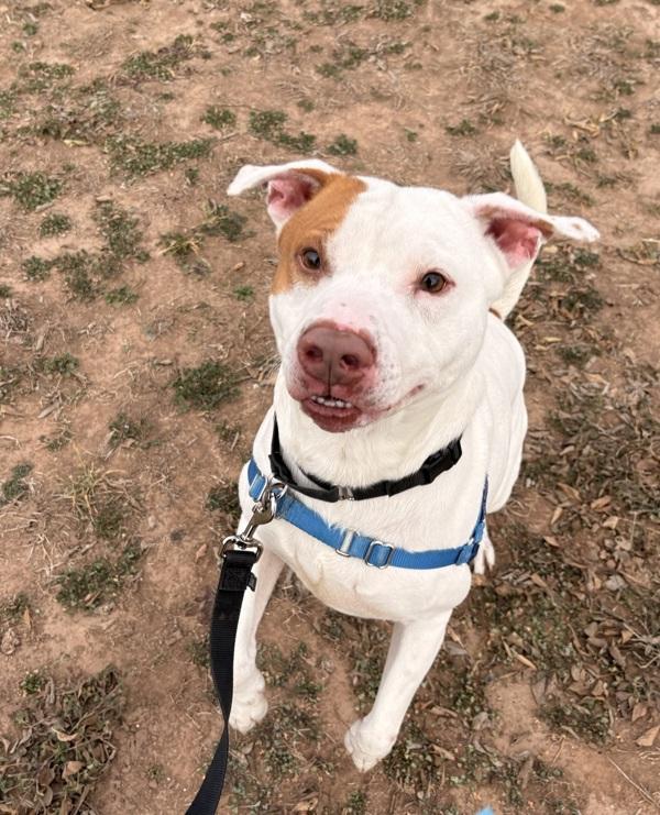 Enlarge Caleb, a Adoptable mixed breed in Austin, TX image 1/1