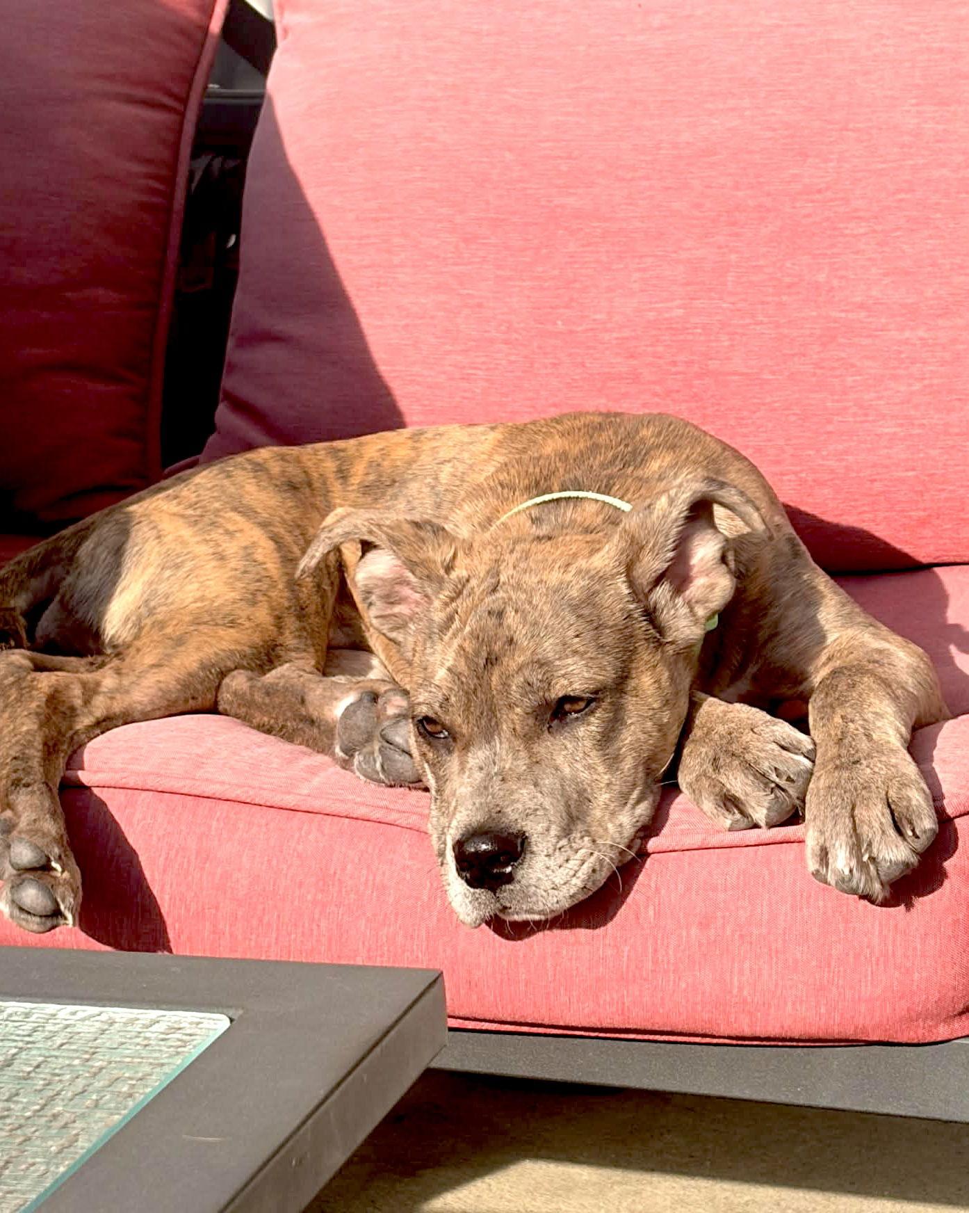 Enlarge Marley, a Adoptable mixed breed in Iron Station, NC image 1/3