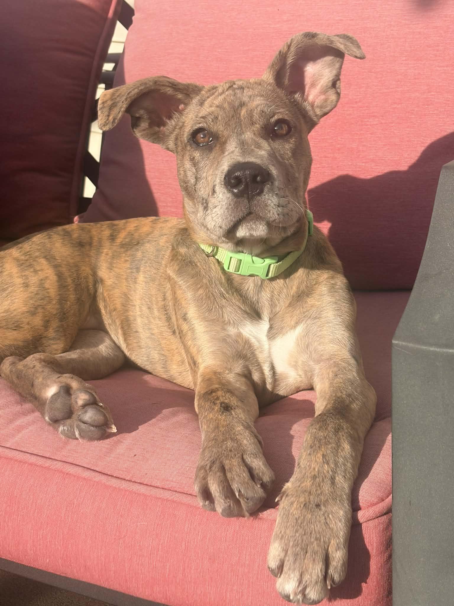 Enlarge Marley, a Adoptable mixed breed in Iron Station, NC image 2/3