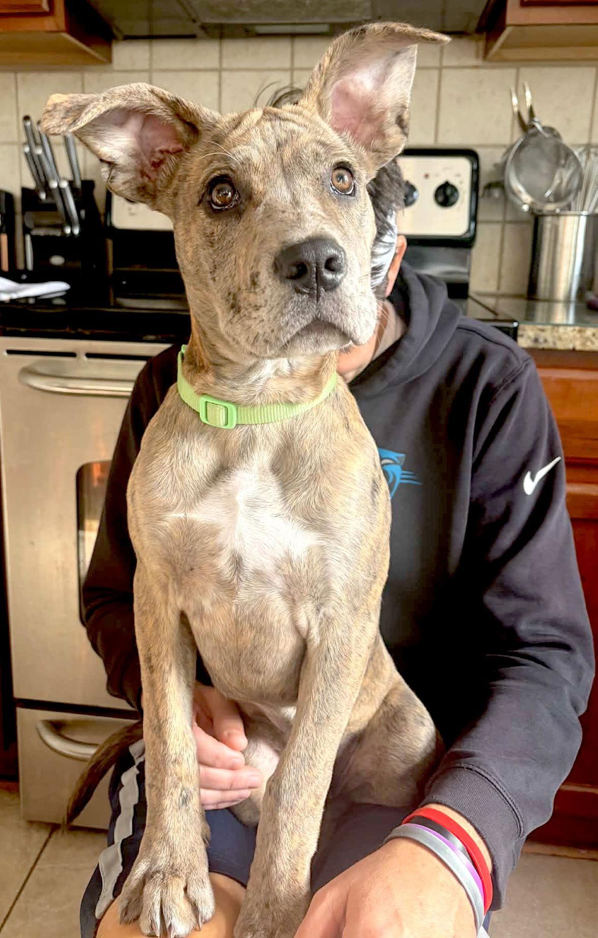 Enlarge Marley, a Adoptable mixed breed in Iron Station, NC image 3/3