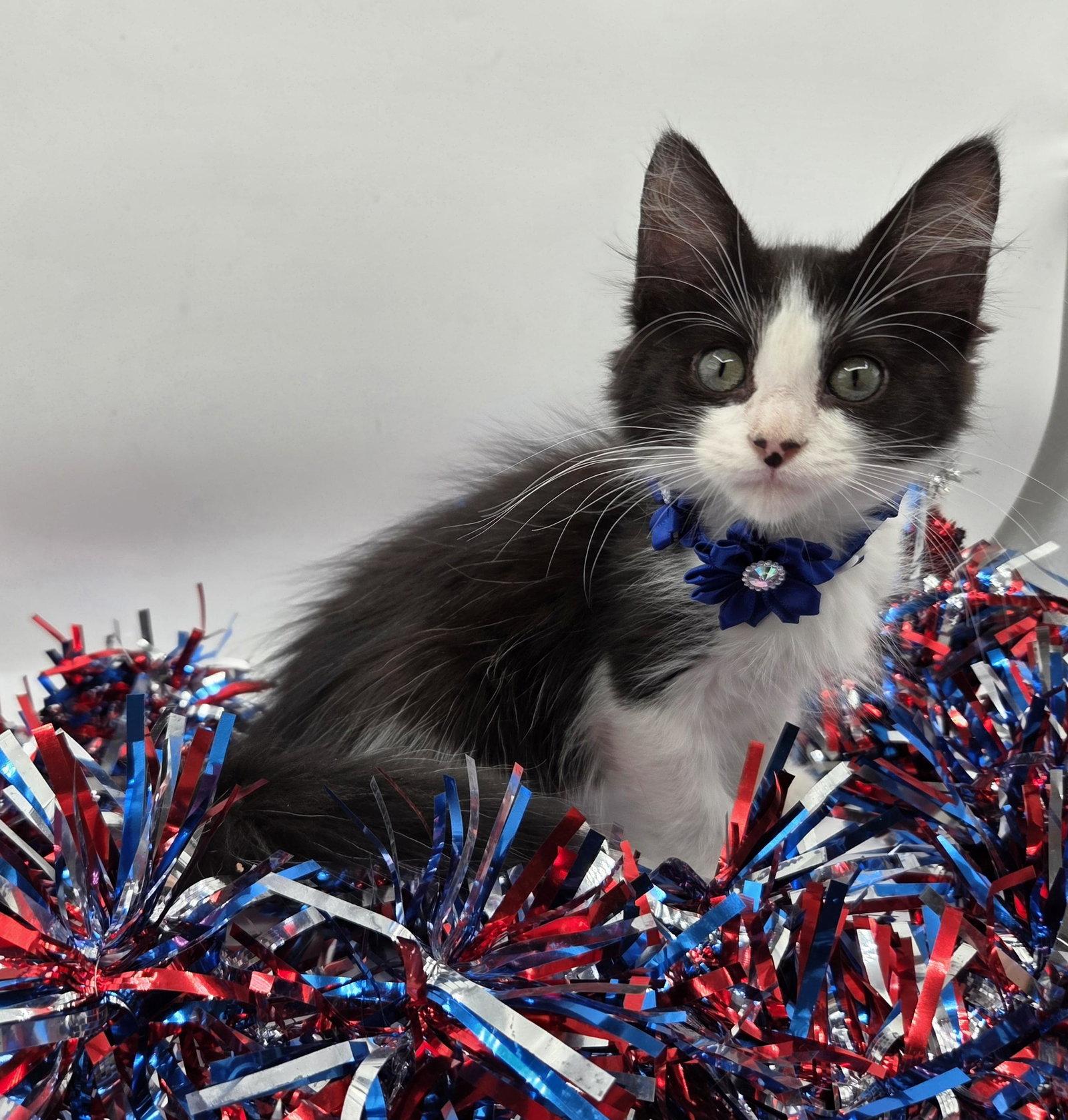 Enlarge Miranda, a Adoptable mixed breed in Magnolia Springs, AL image 1/3