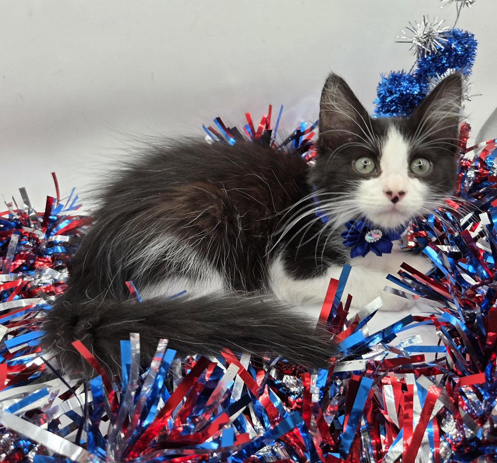 Enlarge Miranda, a Adoptable mixed breed in Magnolia Springs, AL image 2/3