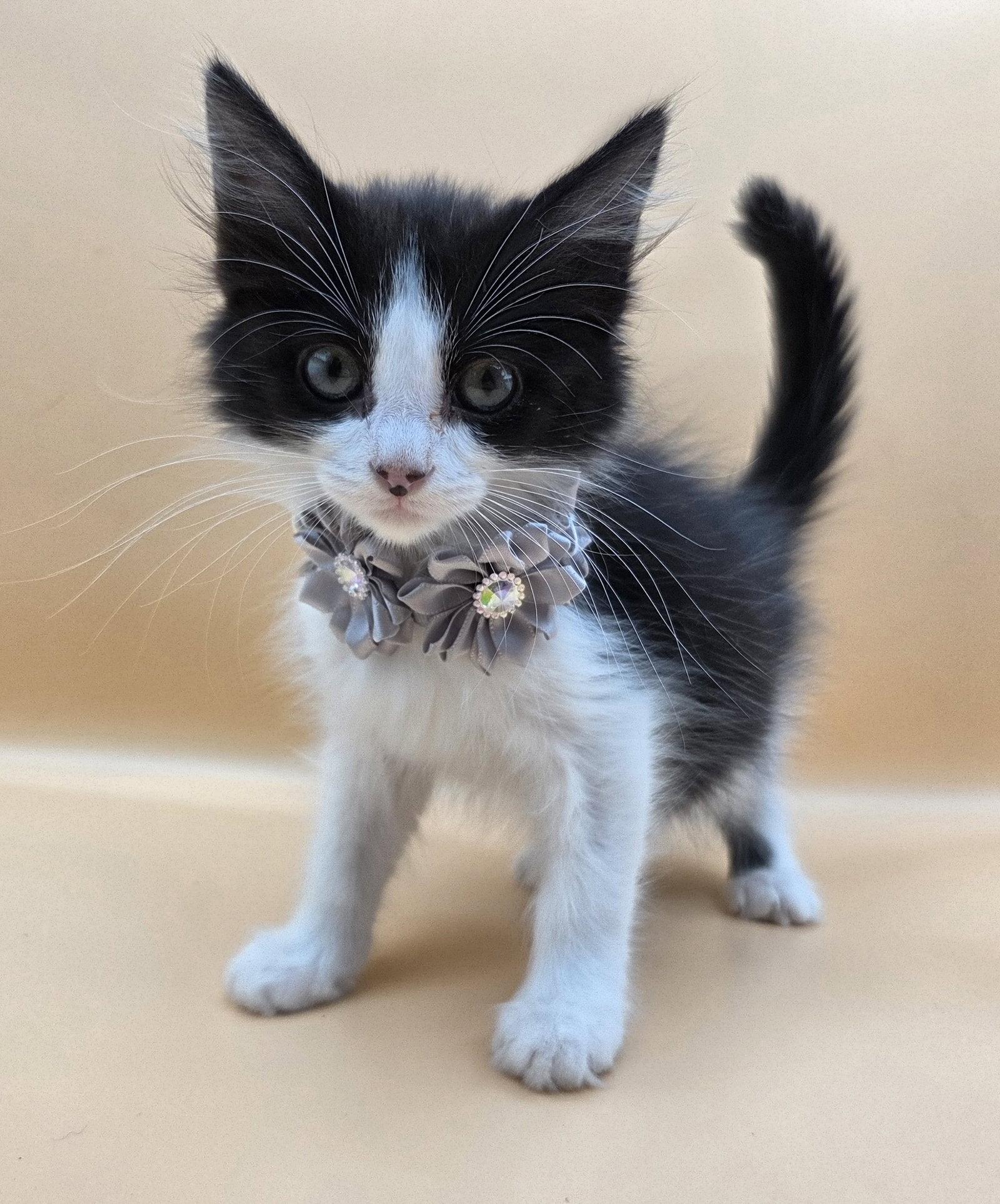 Enlarge Miranda, a Adoptable mixed breed in Magnolia Springs, AL image 3/3