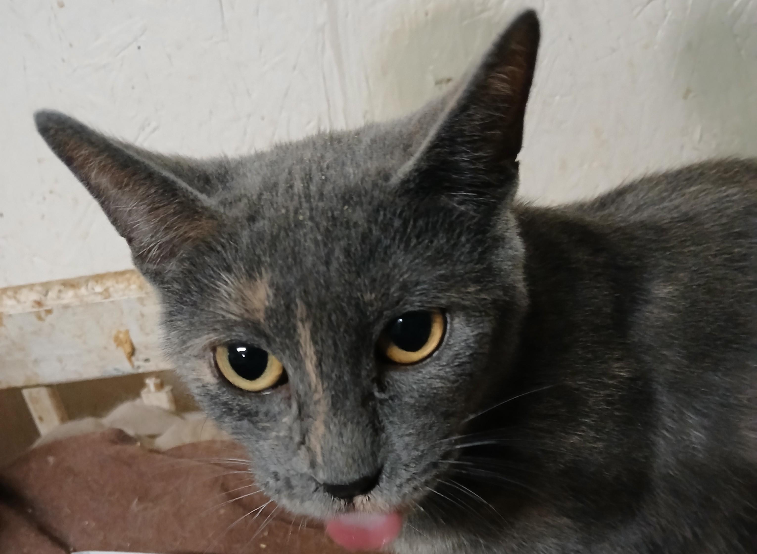 Enlarge Chestnut Street Sunshine, a Adoptable Dilute Tortoiseshell in Eaton Rapids, MI image 3/6