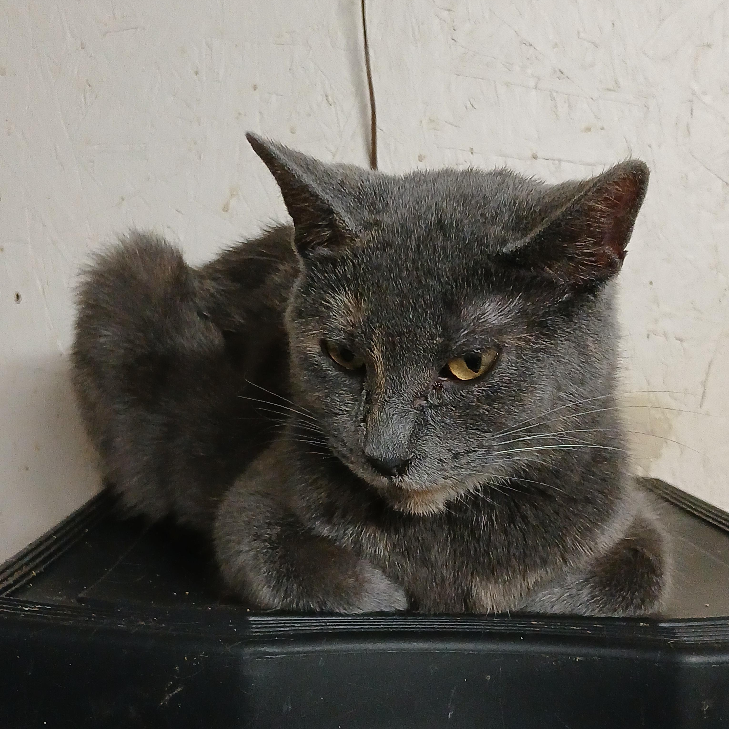 Enlarge Chestnut Street Sunshine, a Adoptable Dilute Tortoiseshell in Eaton Rapids, MI image 4/6