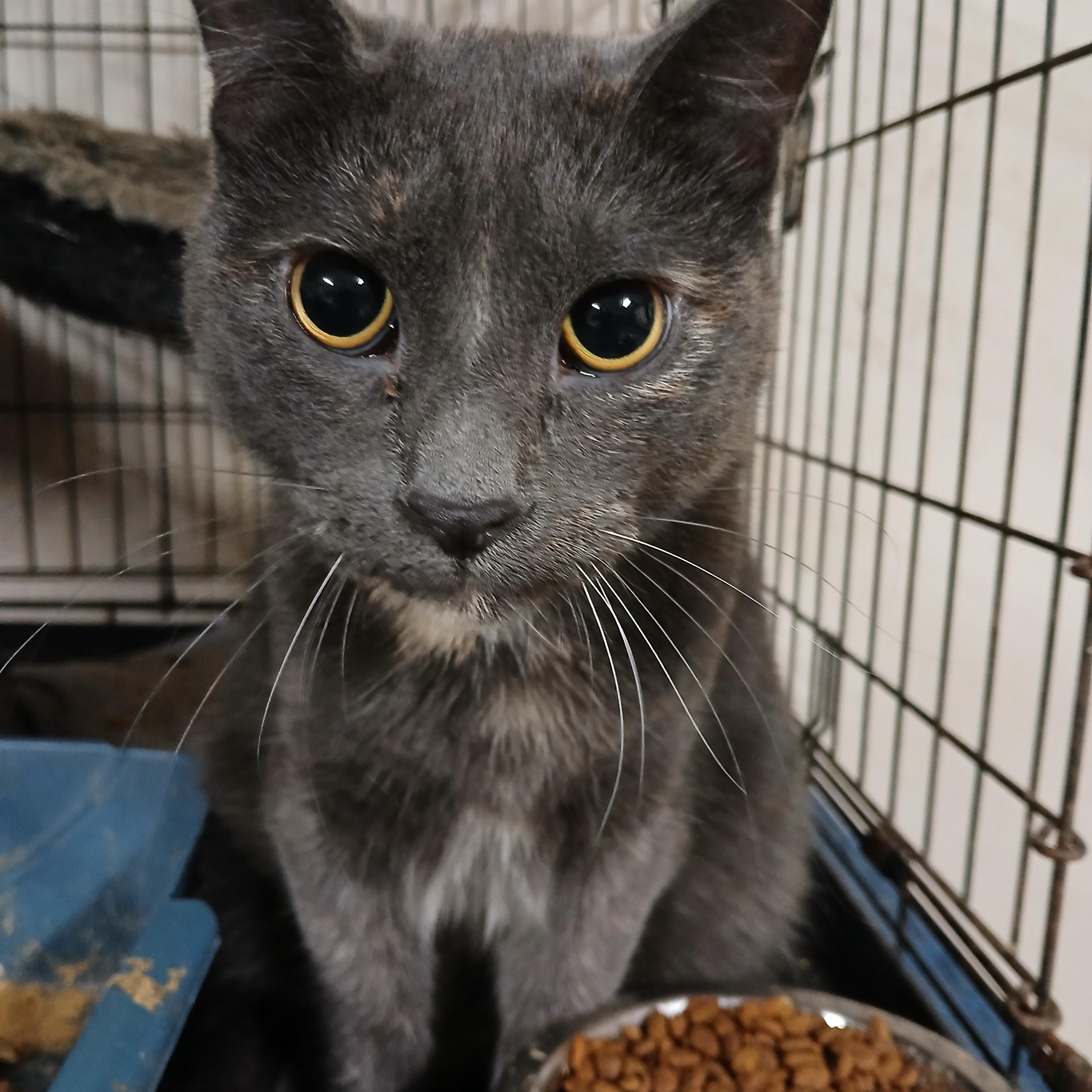 Enlarge Chestnut Street Sunshine, a Adoptable Dilute Tortoiseshell in Eaton Rapids, MI image 5/6