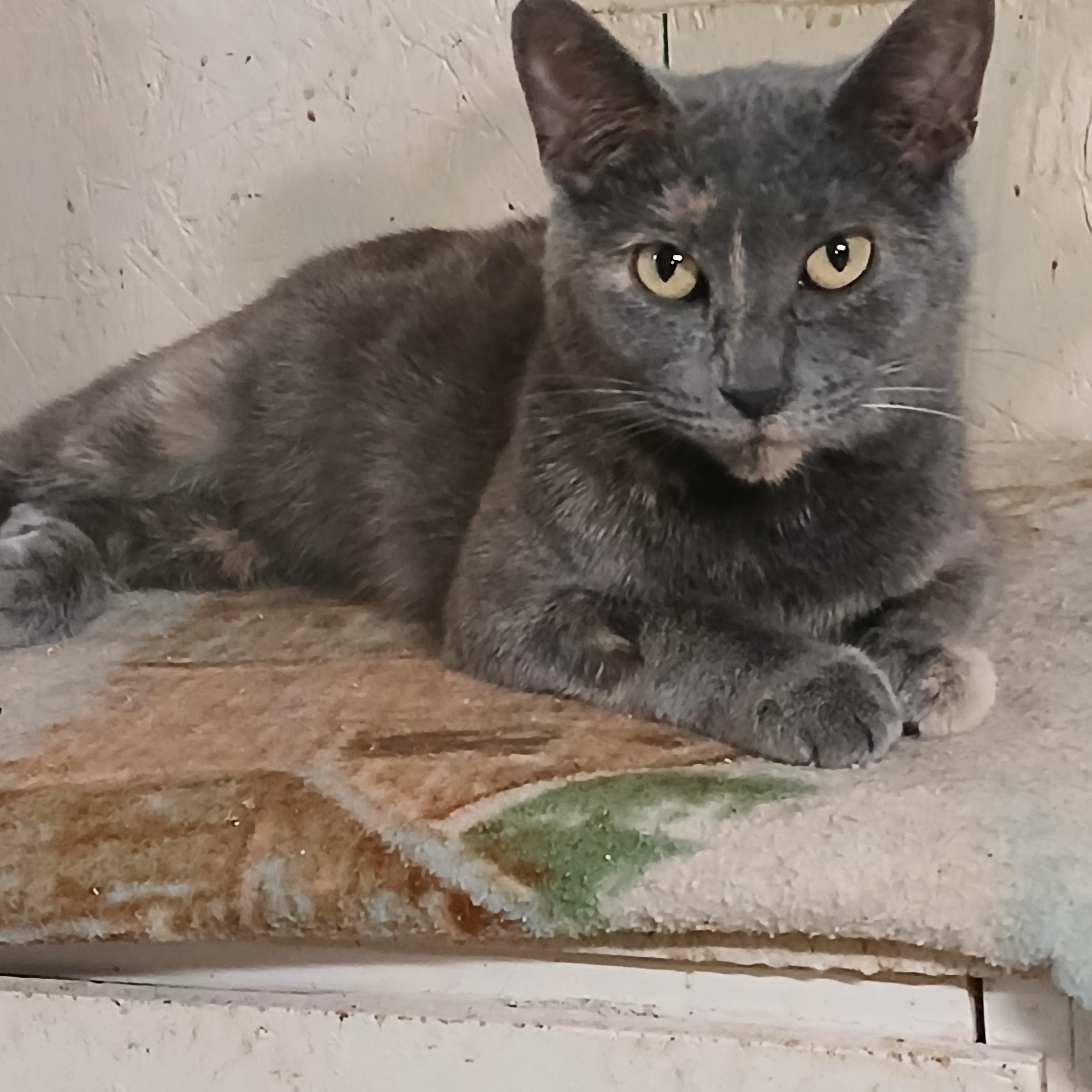 Enlarge Chestnut Street Sunshine, a Adoptable Dilute Tortoiseshell in Eaton Rapids, MI image 2/6