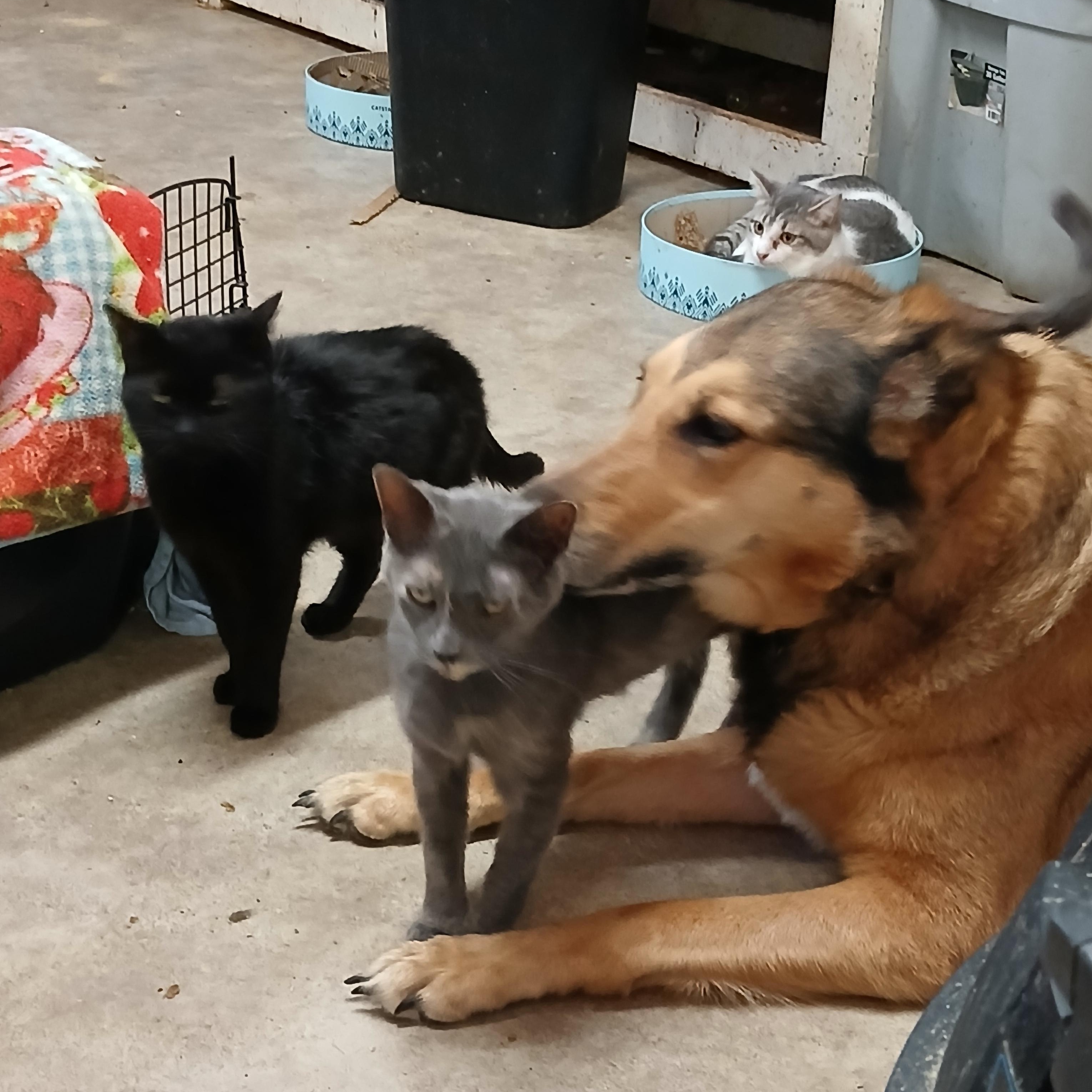 Enlarge Chestnut Street Sunshine, a Adoptable Dilute Tortoiseshell in Eaton Rapids, MI image 1/6