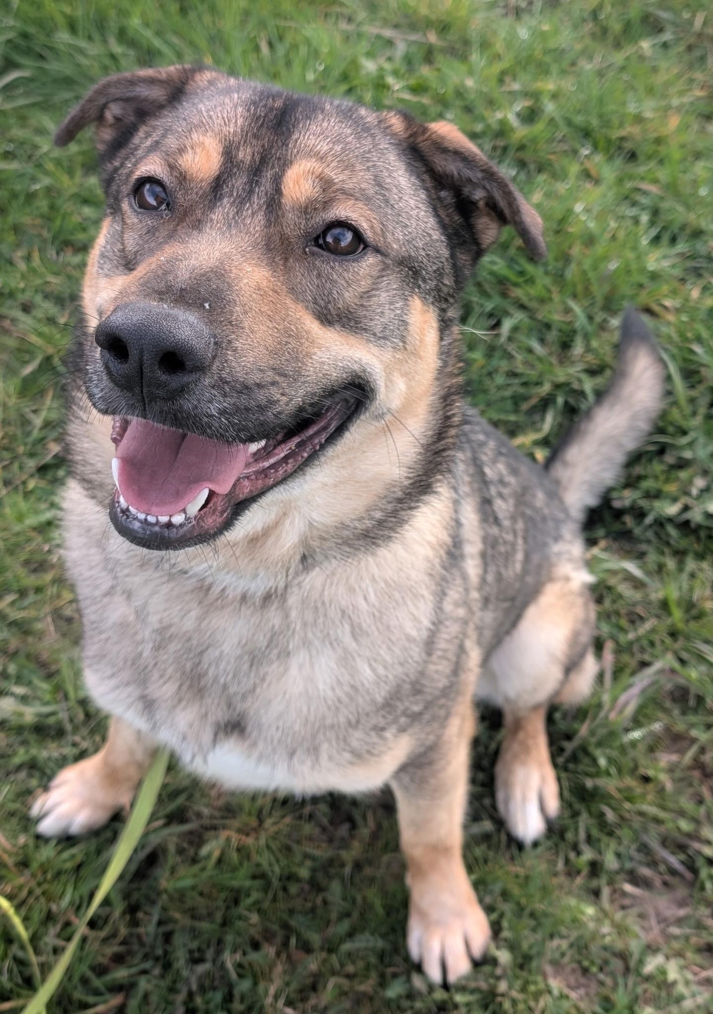 Enlarge Carl, a ADOPTABLE mixed breed in Port Angeles, WA image 2/3