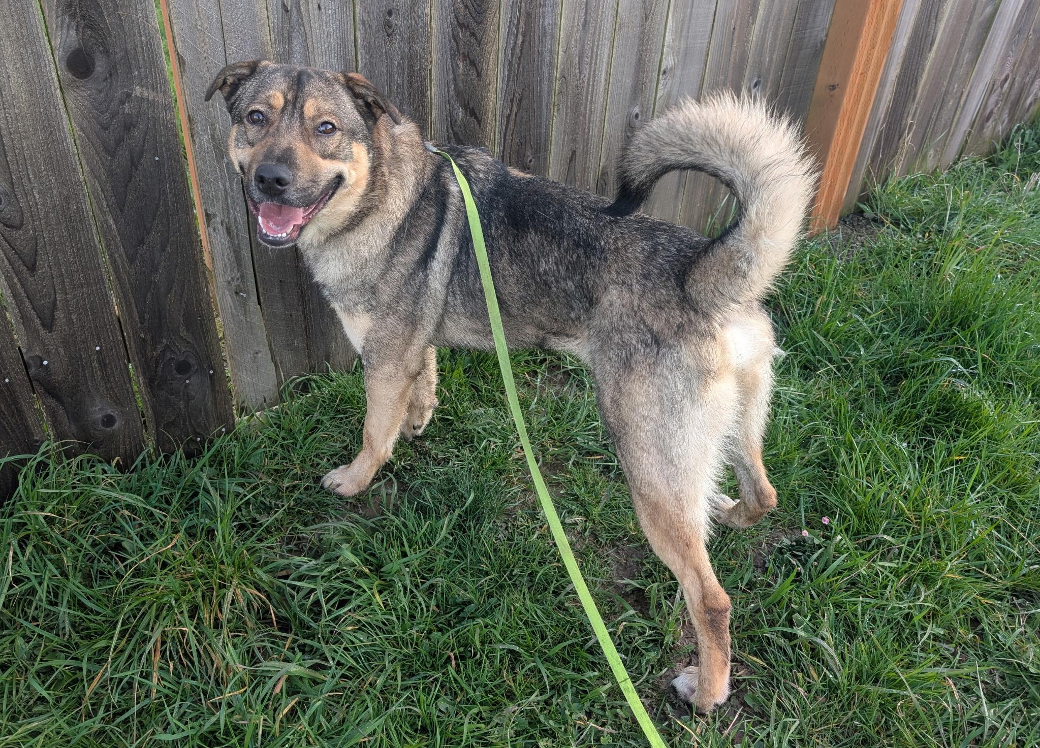 Enlarge Carl, a ADOPTABLE mixed breed in Port Angeles, WA image 3/3
