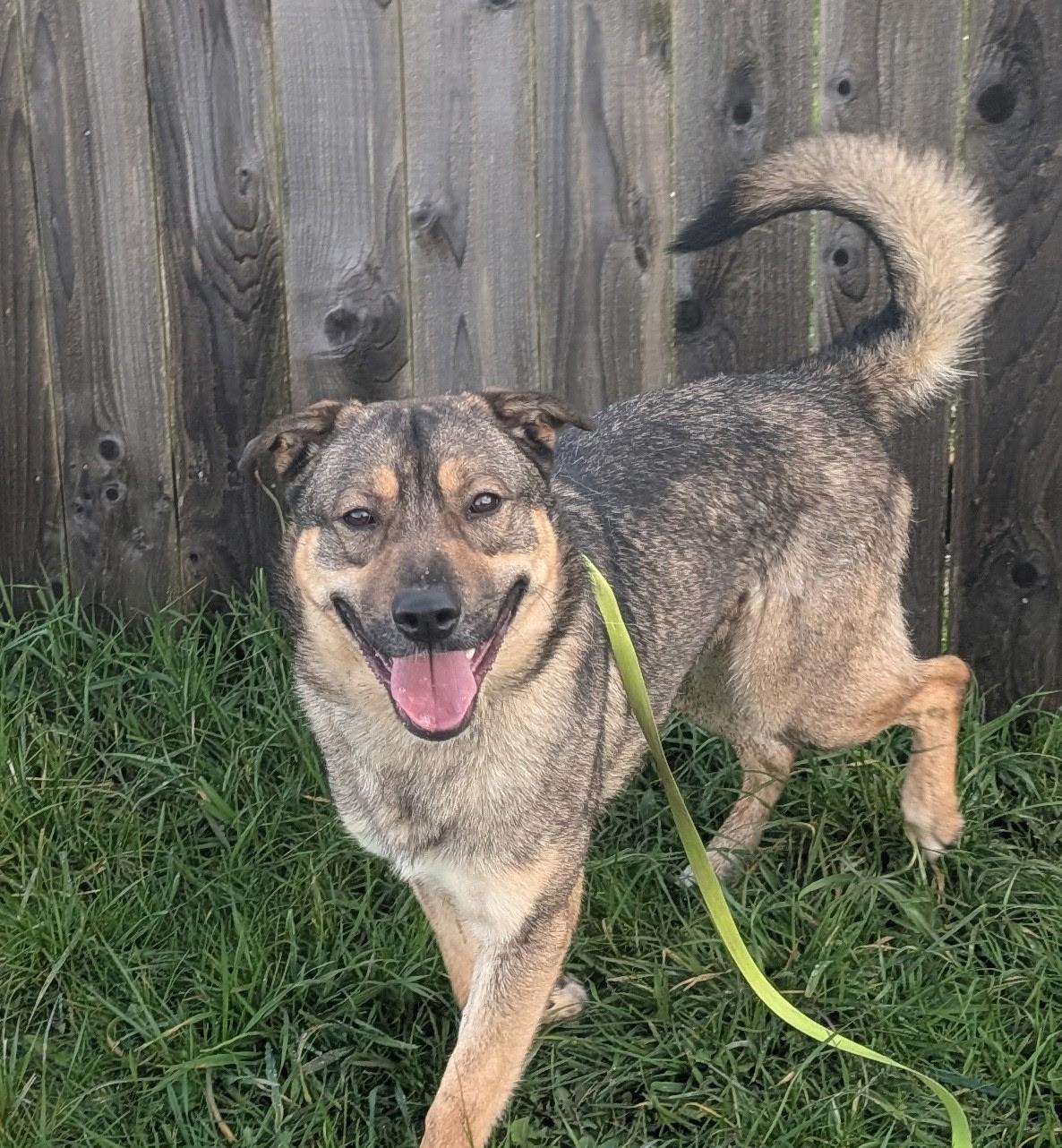 Enlarge Carl, a ADOPTABLE mixed breed in Port Angeles, WA image 1/3